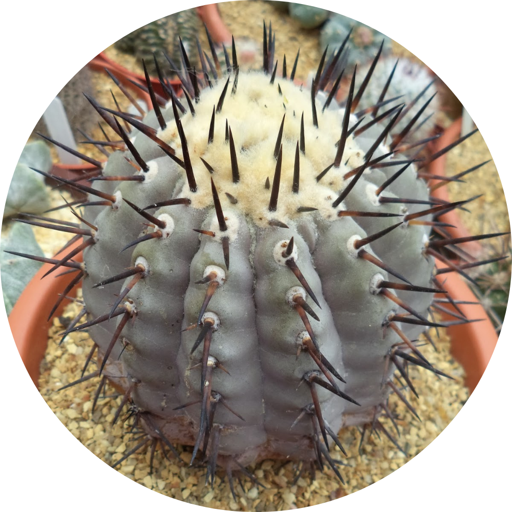 Copiapoa