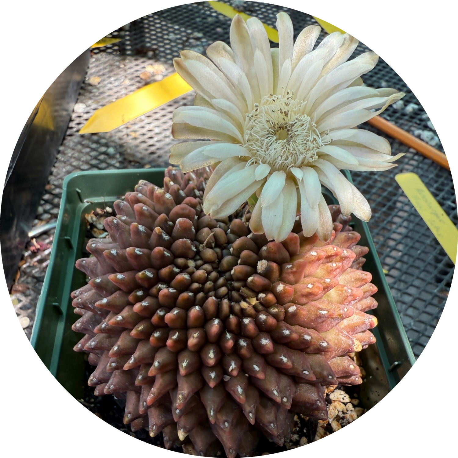Other rare plants