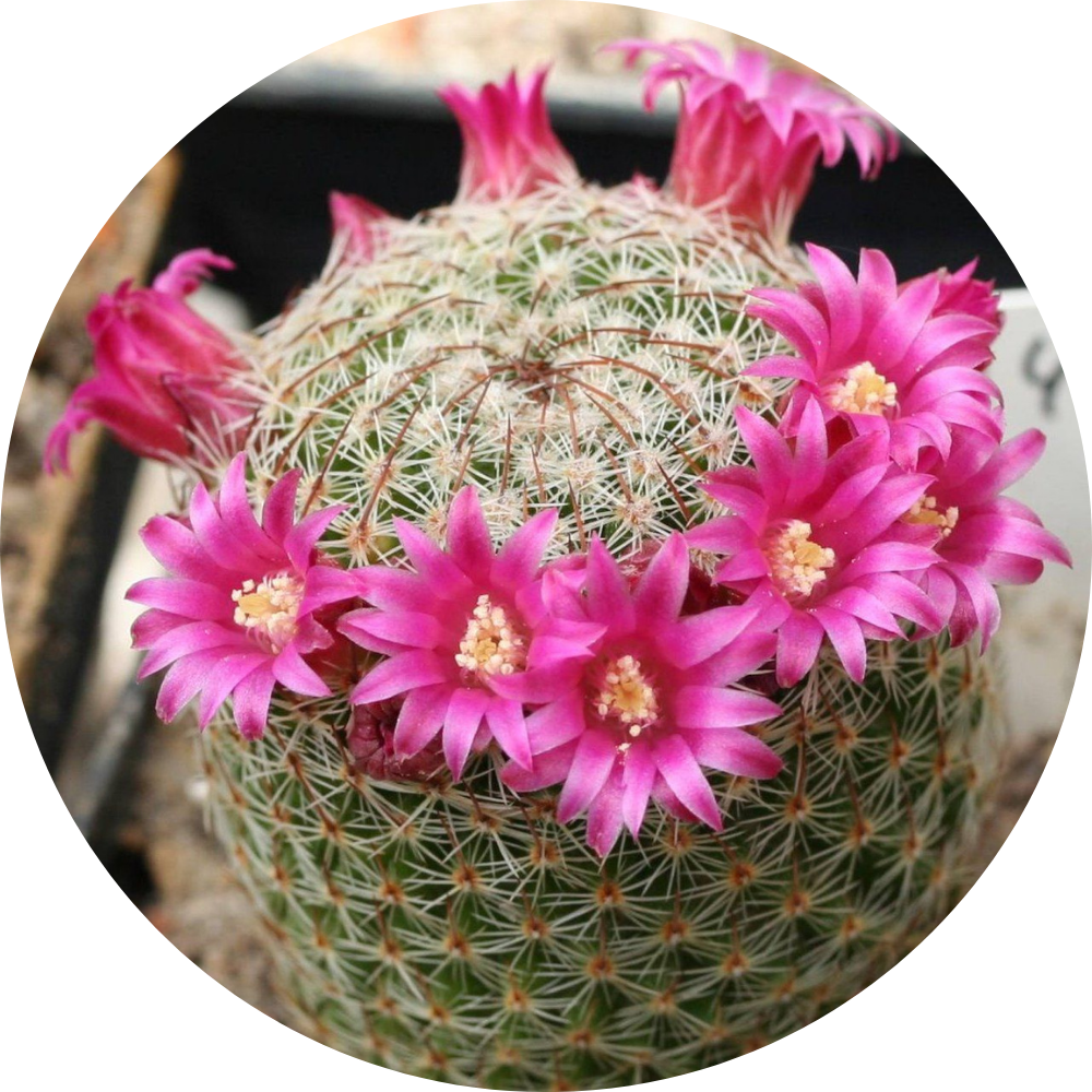 Mammillaria