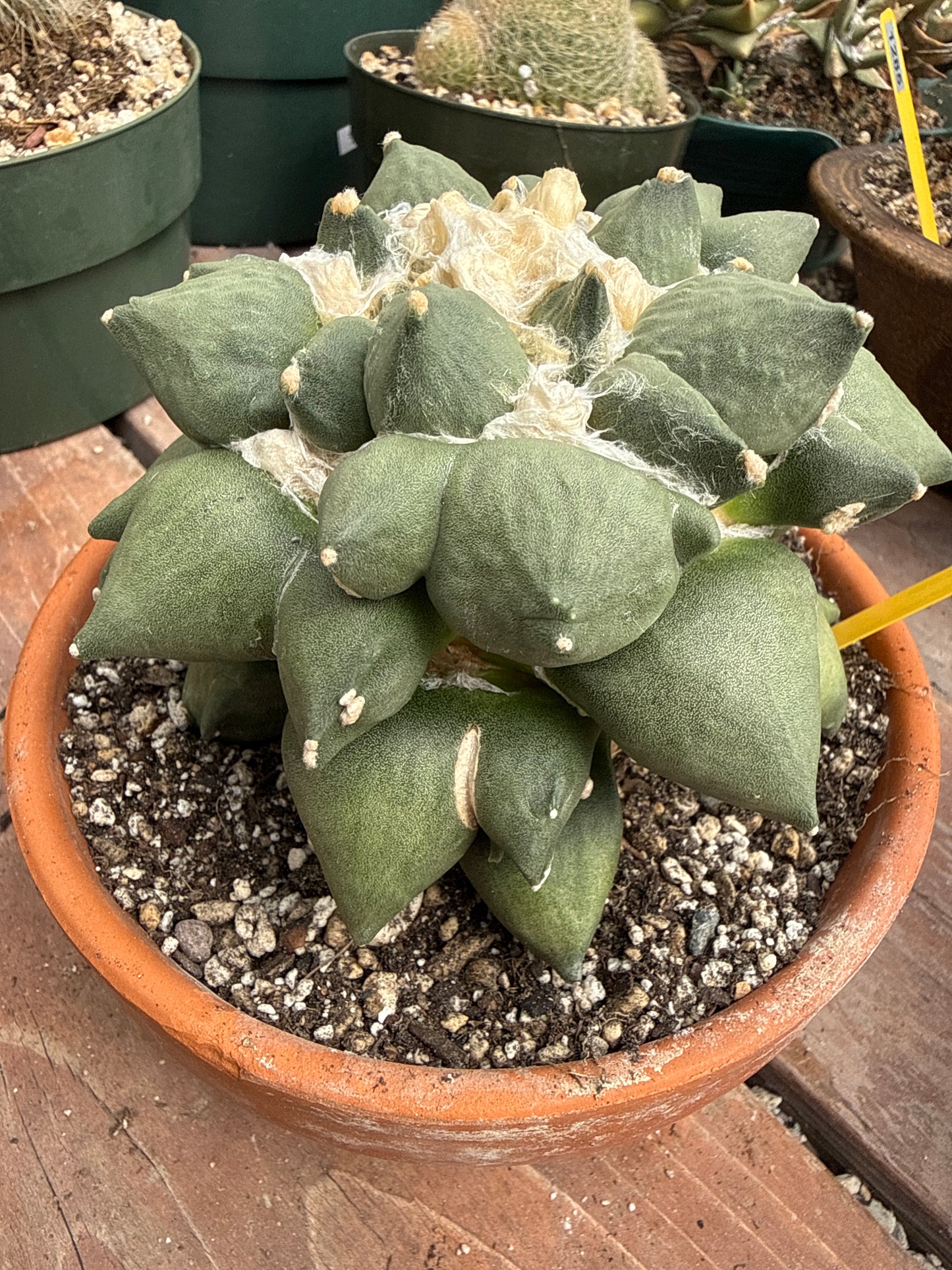 Ariocarpus maruibo trifinger specimen large seed grown 1301 repotted in 6.5 inch pot amazing plant