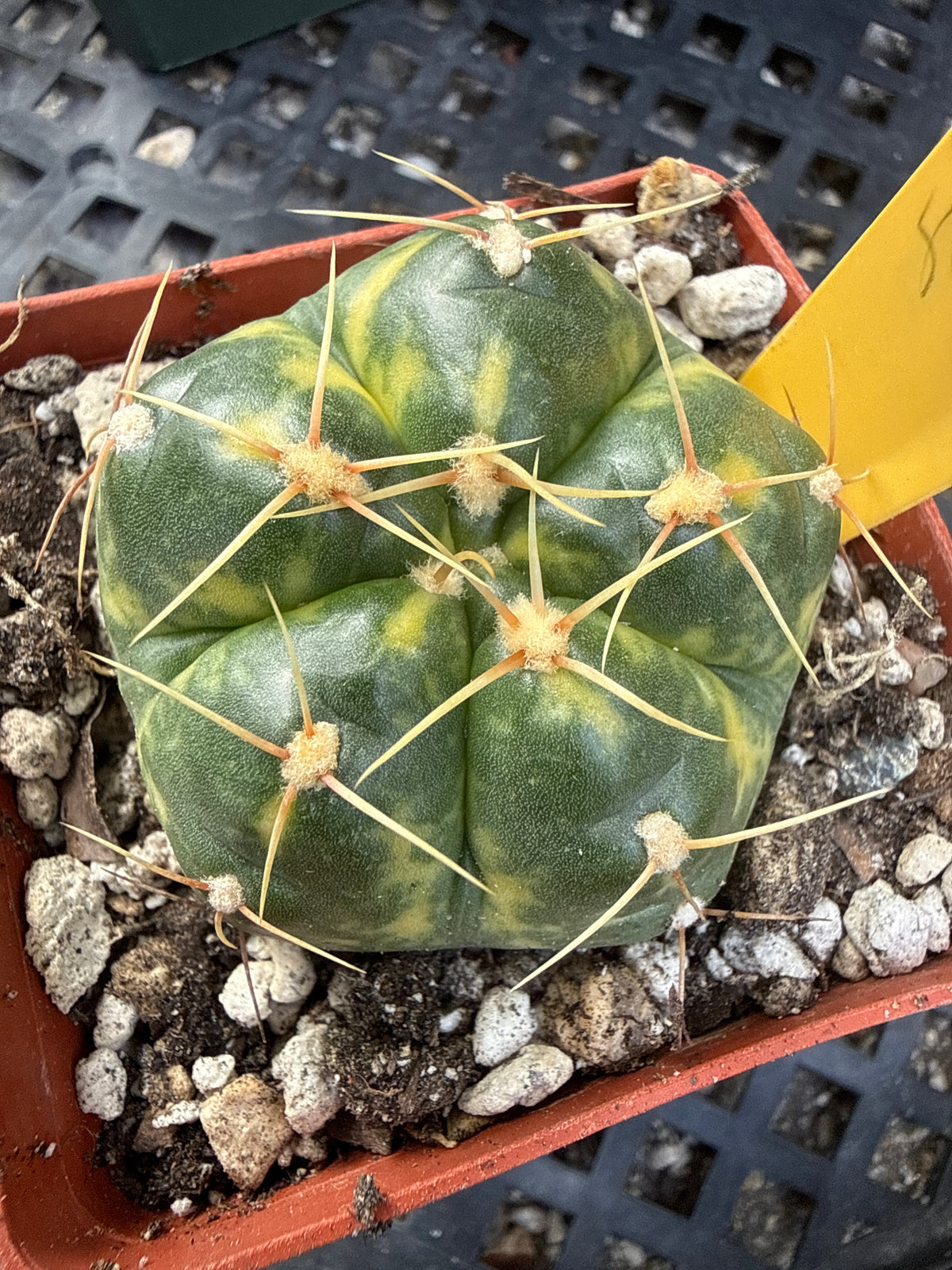 Gymnocalycium horstii variegated yellow and pink 111