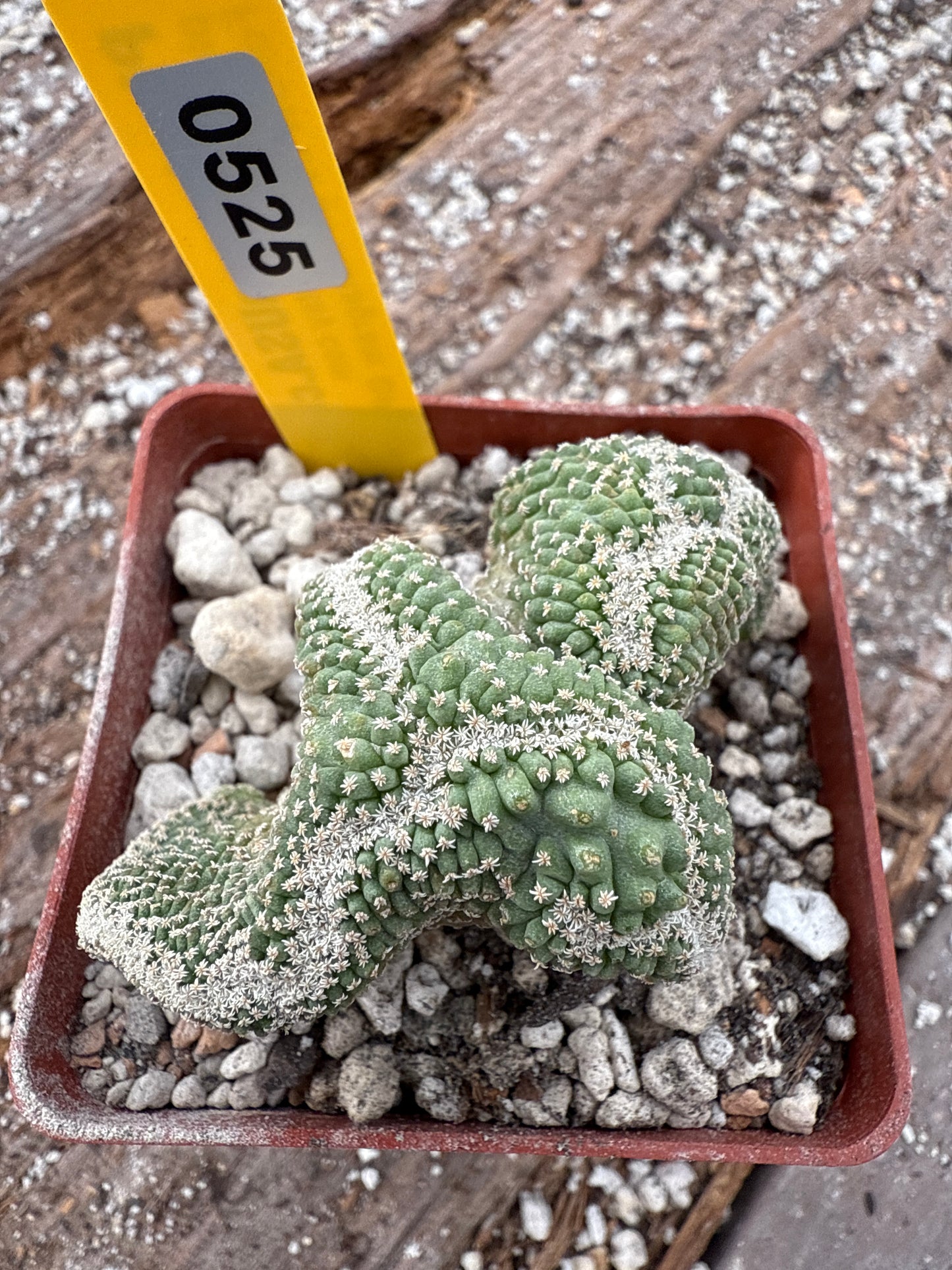 Strombocactus disciformis crest very nice 525