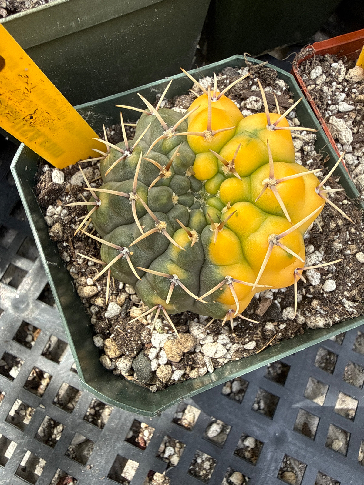 Gymnocalycium ochoterranae variegated 313 specimens size