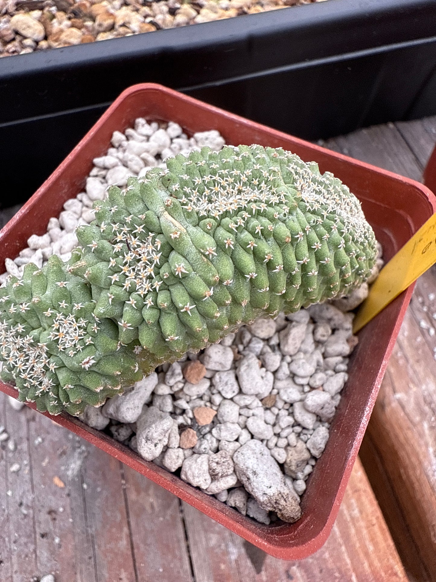 Strombocactus disciformis crest rare plant 360