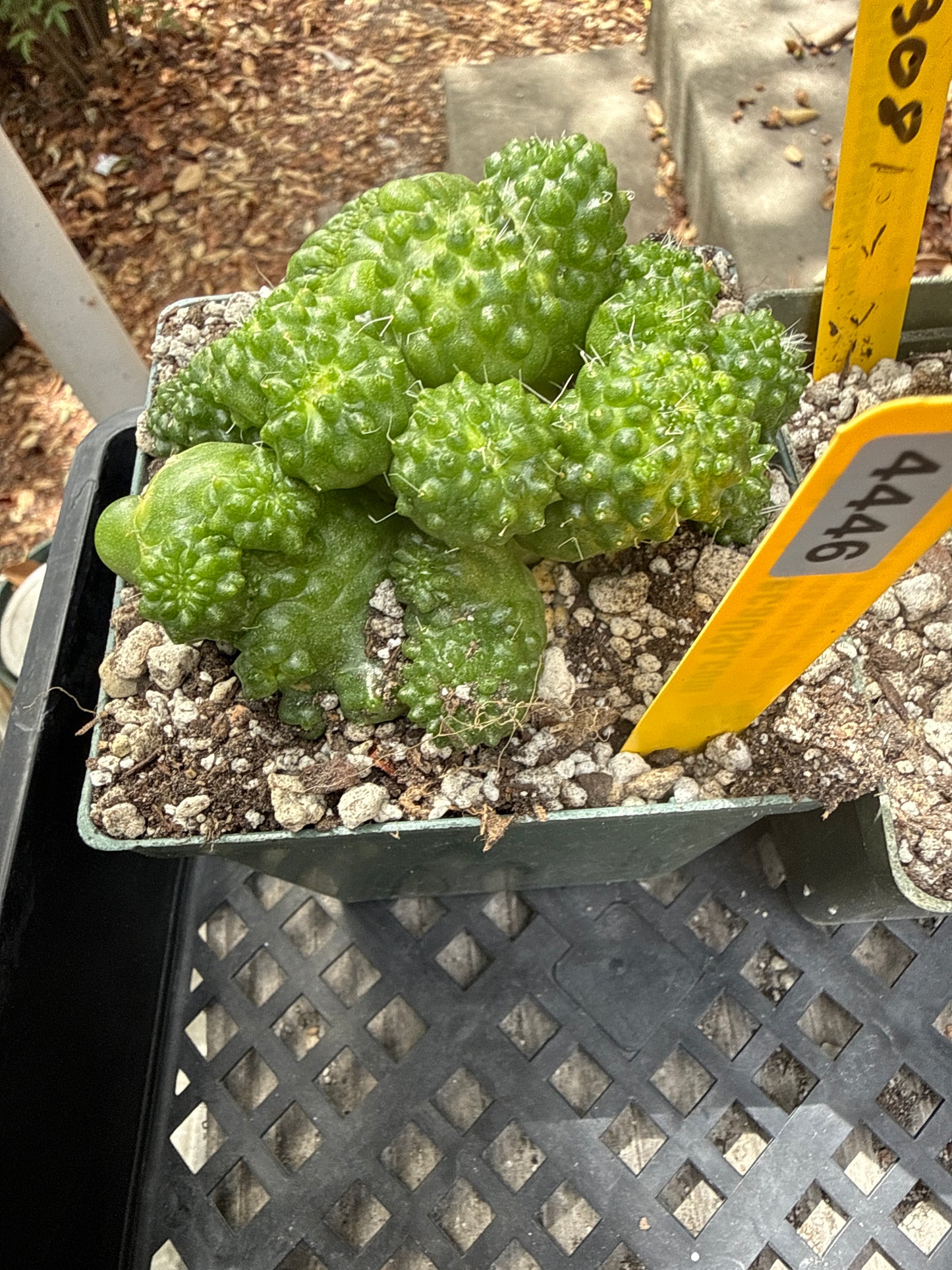 Mammillaria spinosissima pico monstrose crest 4446 rare