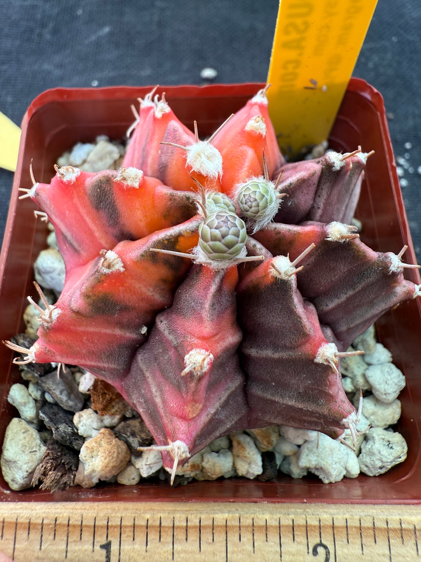Gymnocalycium variegated cactus 956 nice plant