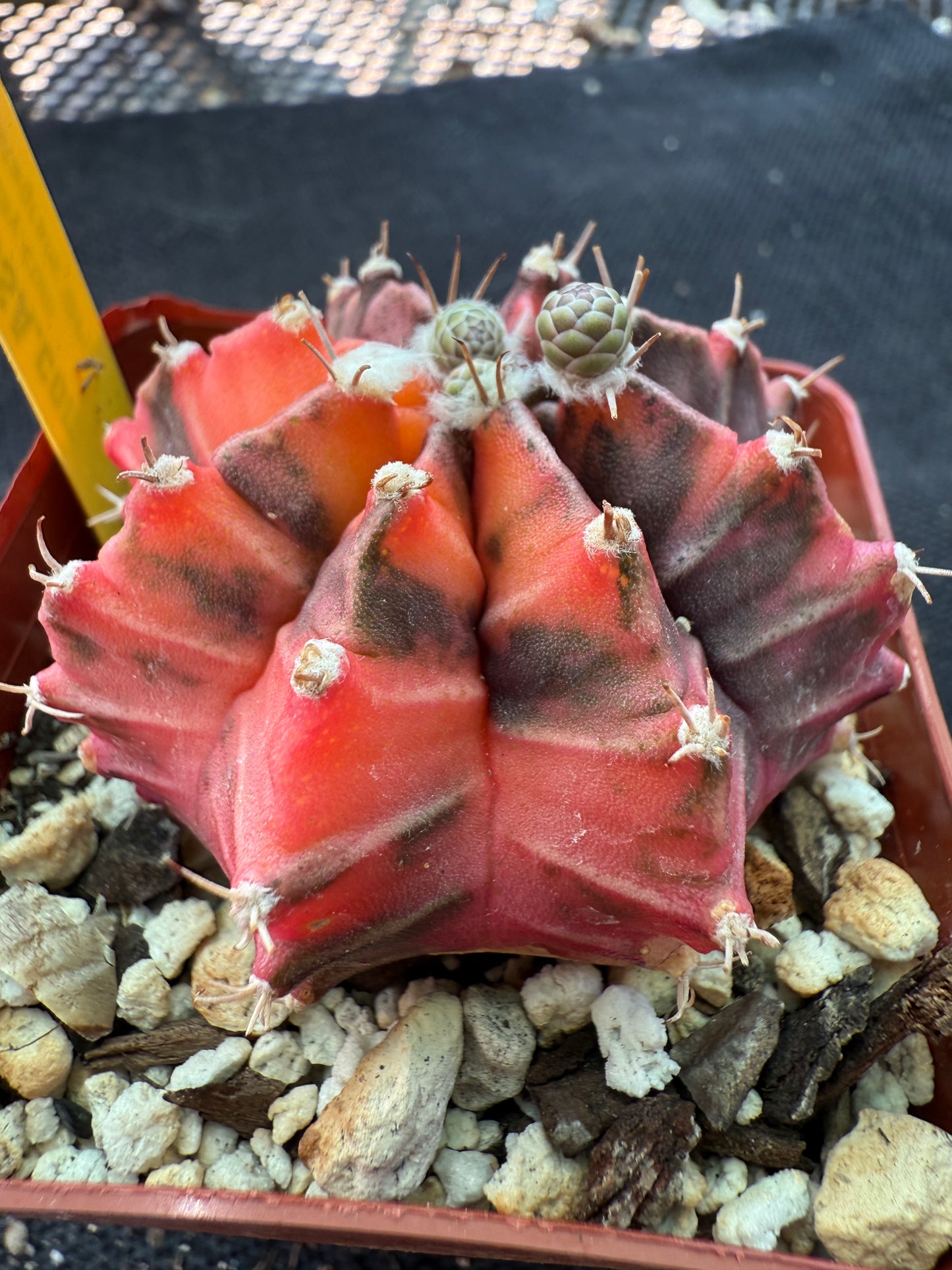 Gymnocalycium variegated cactus 956 nice plant