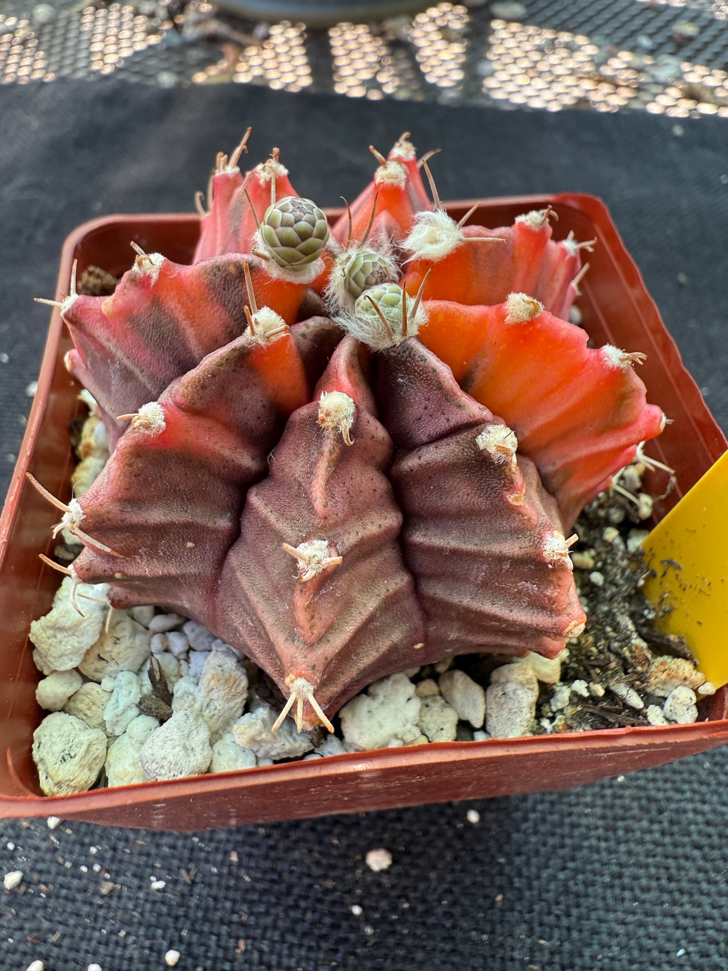 Gymnocalycium variegated cactus 956 nice plant
