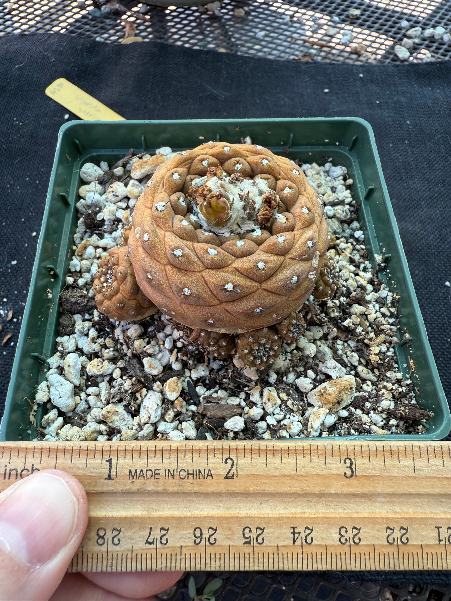 Copiapoa hypogea in 4 inch pot many pups nice old plant 1779
