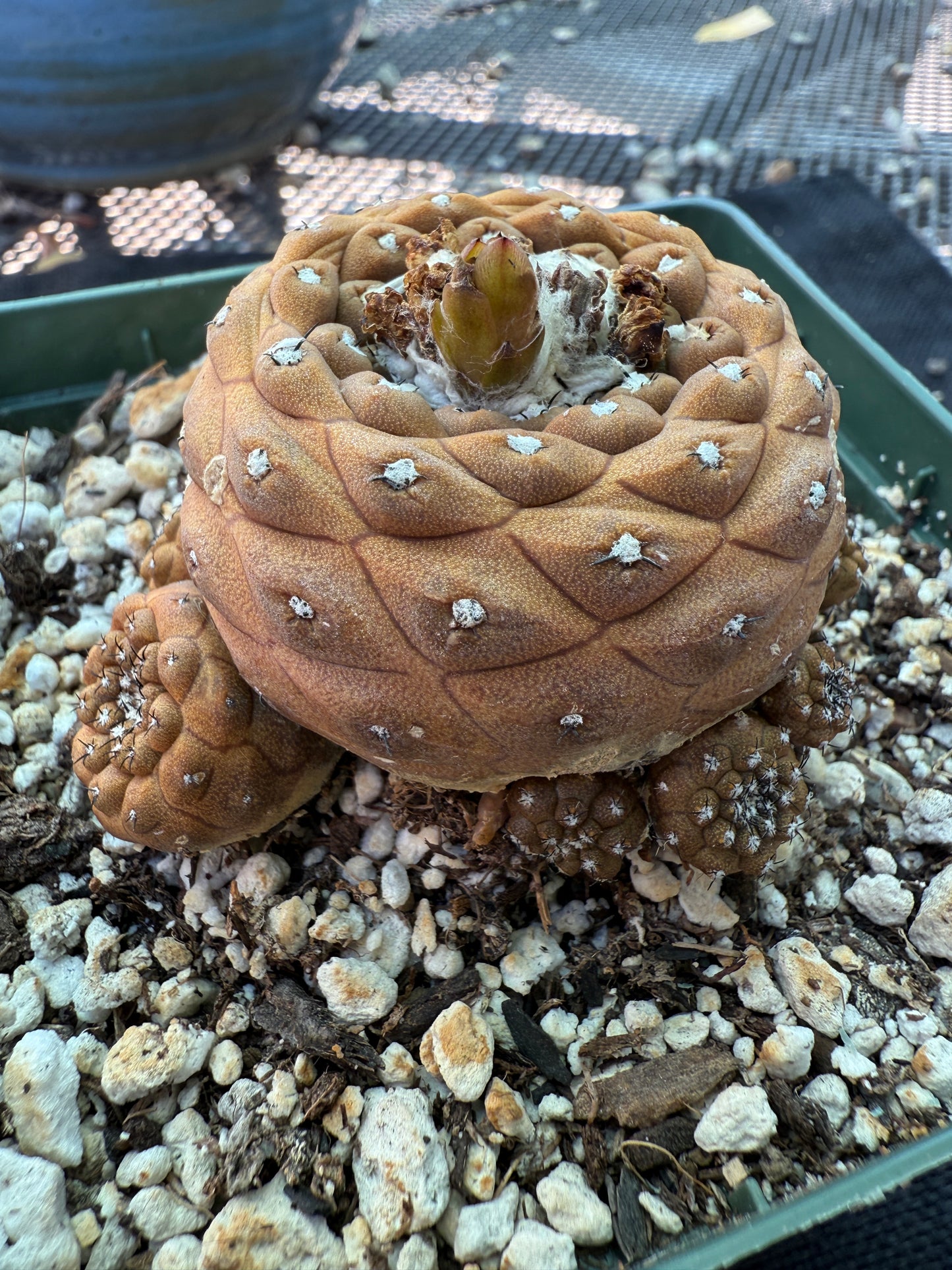 Copiapoa hypogea in 4 inch pot many pups nice old plant 1779