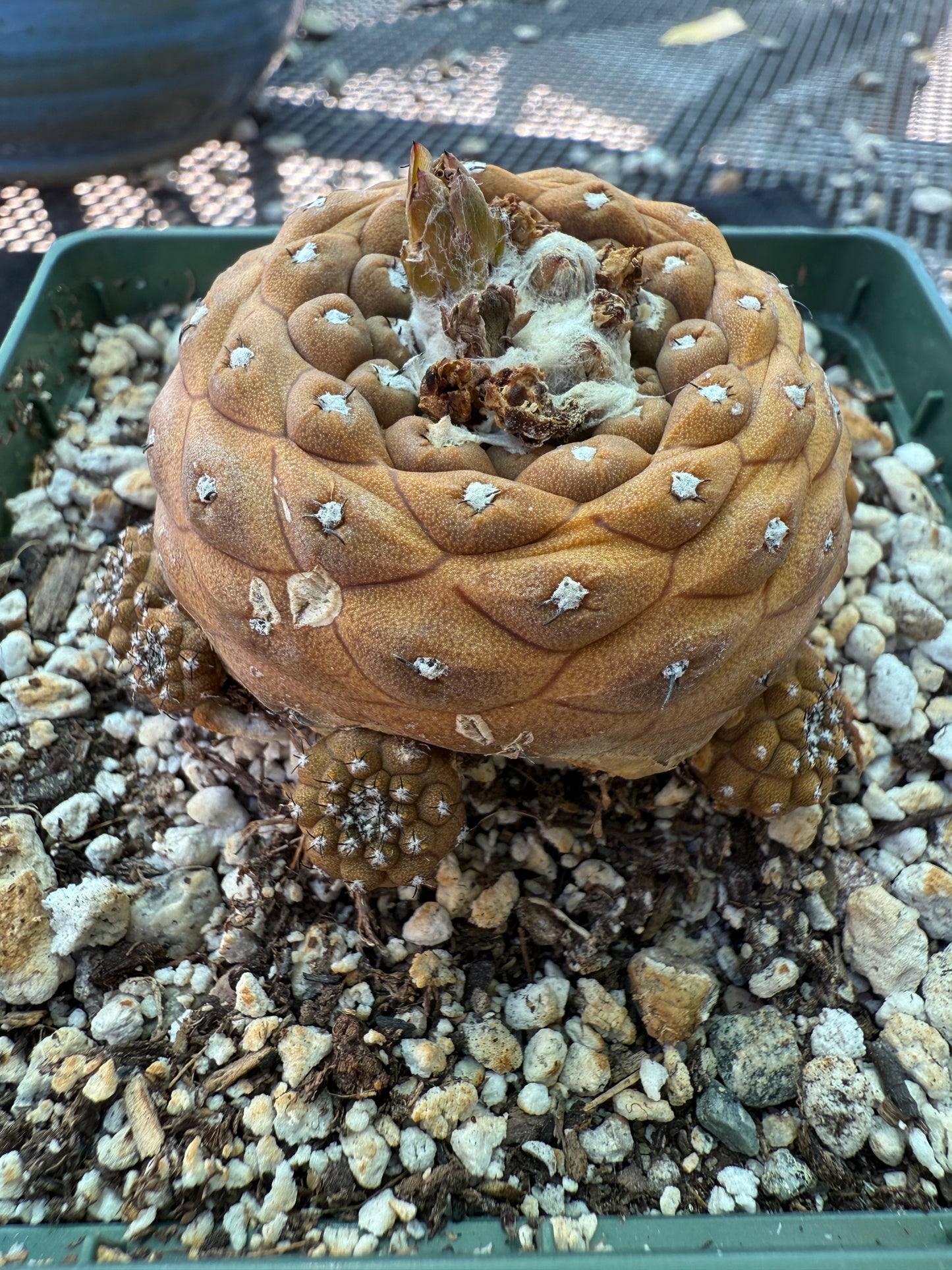 Copiapoa hypogea in 4 inch pot many pups nice old plant 1779