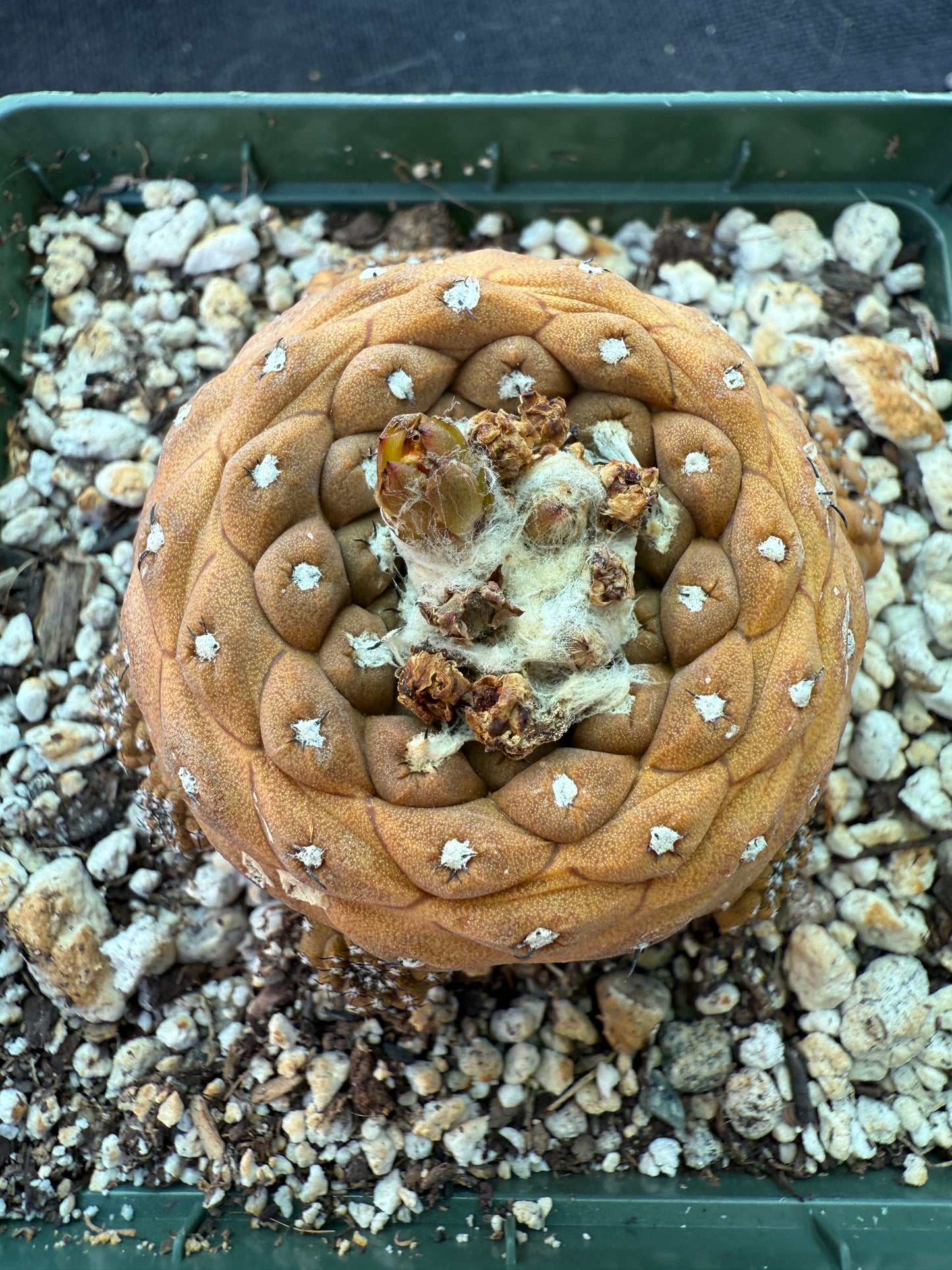 Copiapoa hypogea in 4 inch pot many pups nice old plant 1779