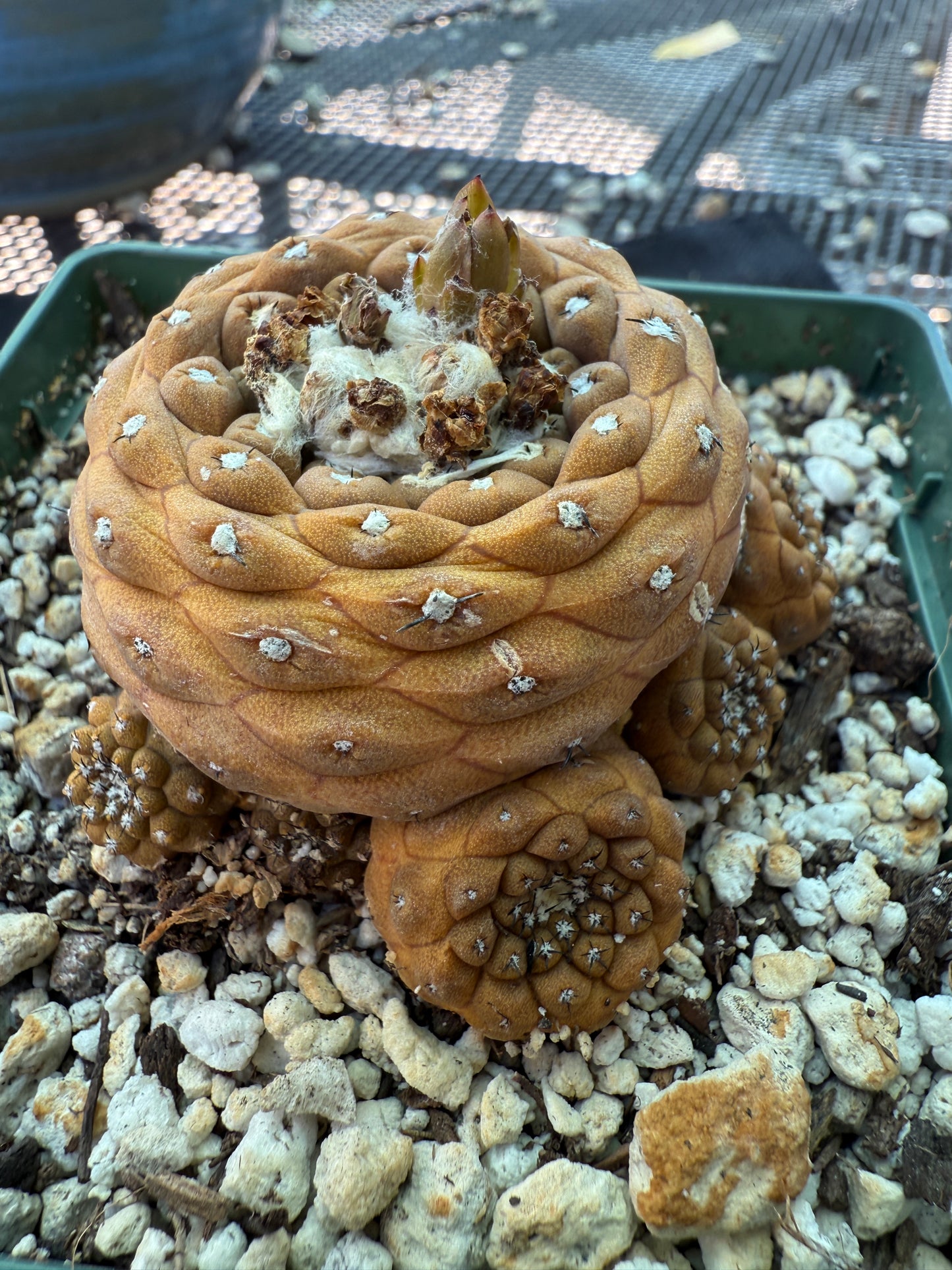 Copiapoa hypogea in 4 inch pot many pups nice old plant 1779