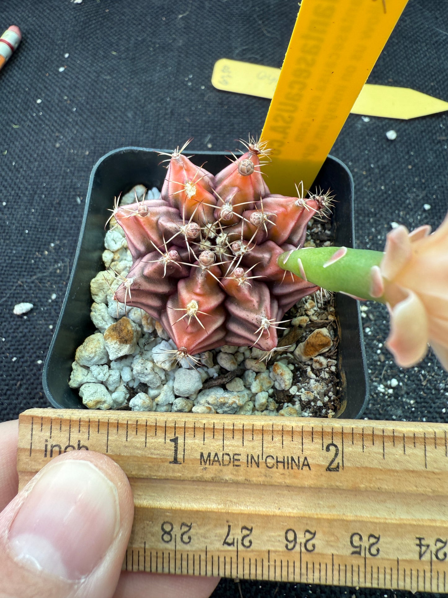 Gymnocalycium sepia rare cultivar 972