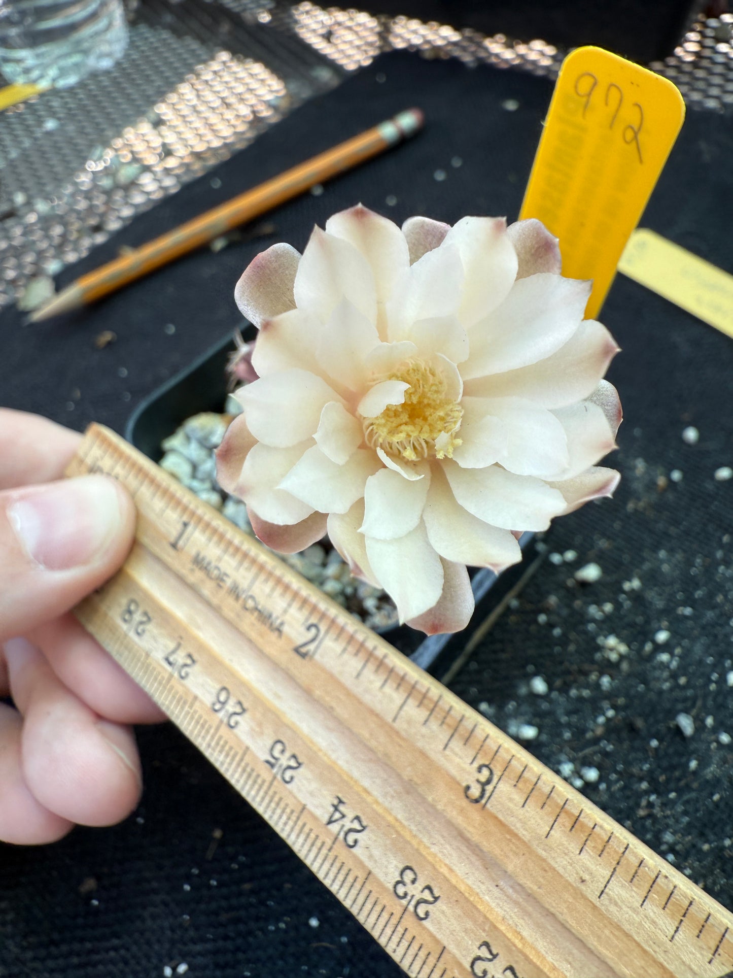 Gymnocalycium sepia rare cultivar 972