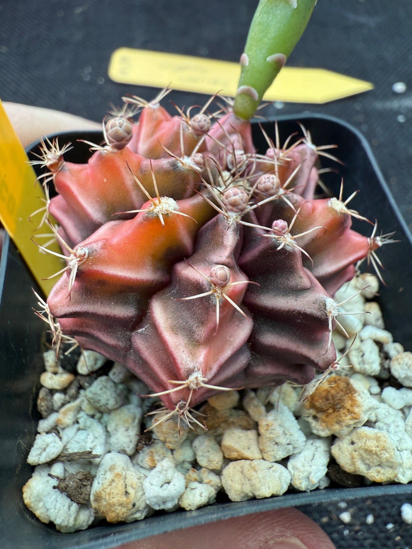 Gymnocalycium sepia rare cultivar 972