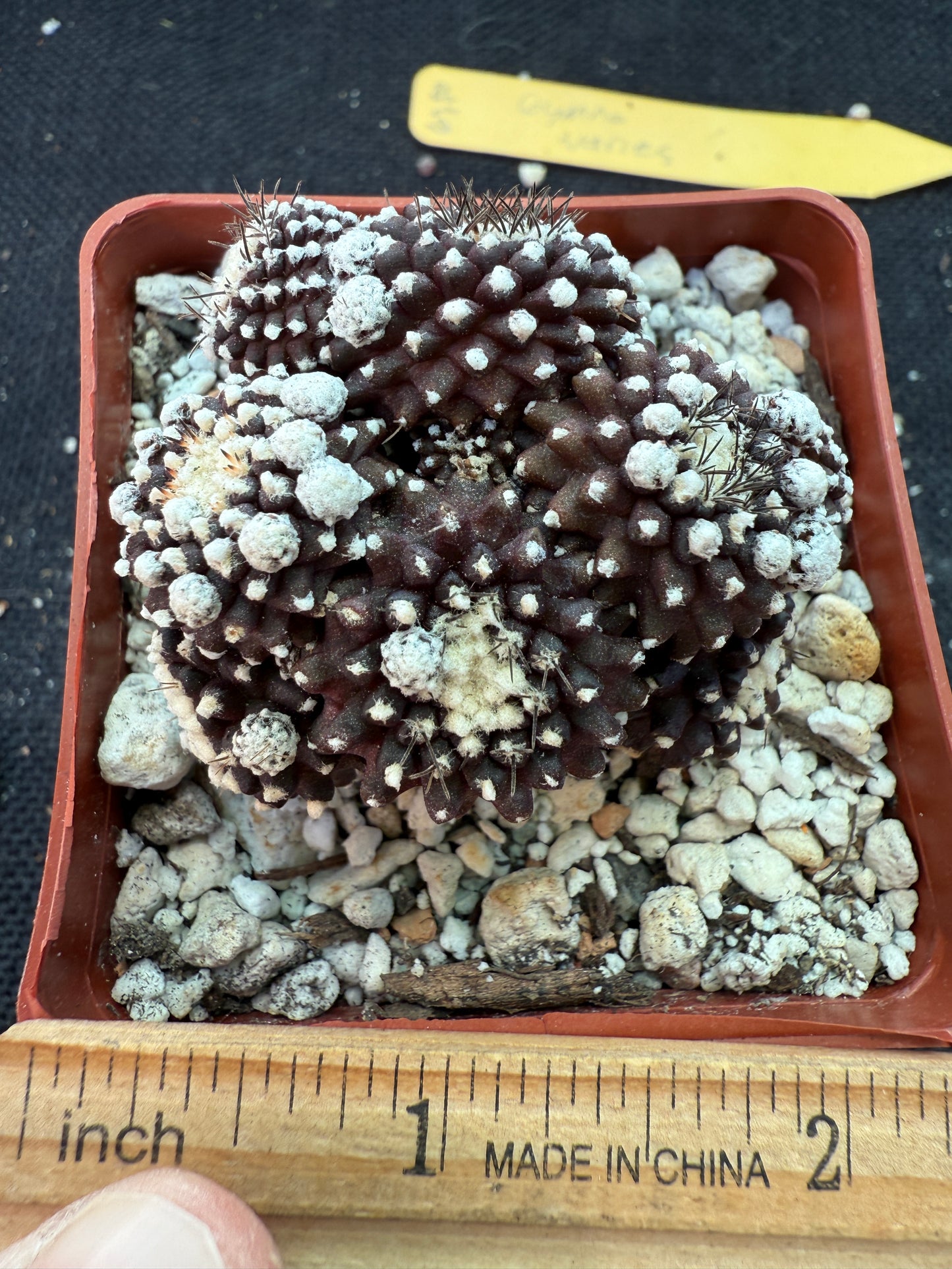Copiapoa tennuissima monstrose 144