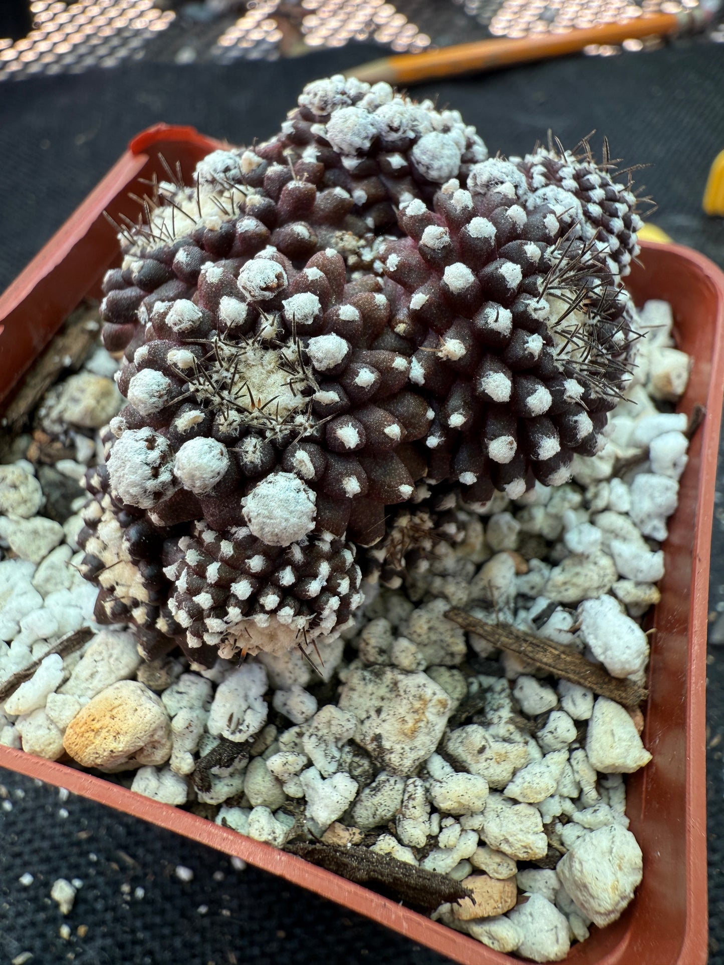 Copiapoa tennuissima monstrose 144