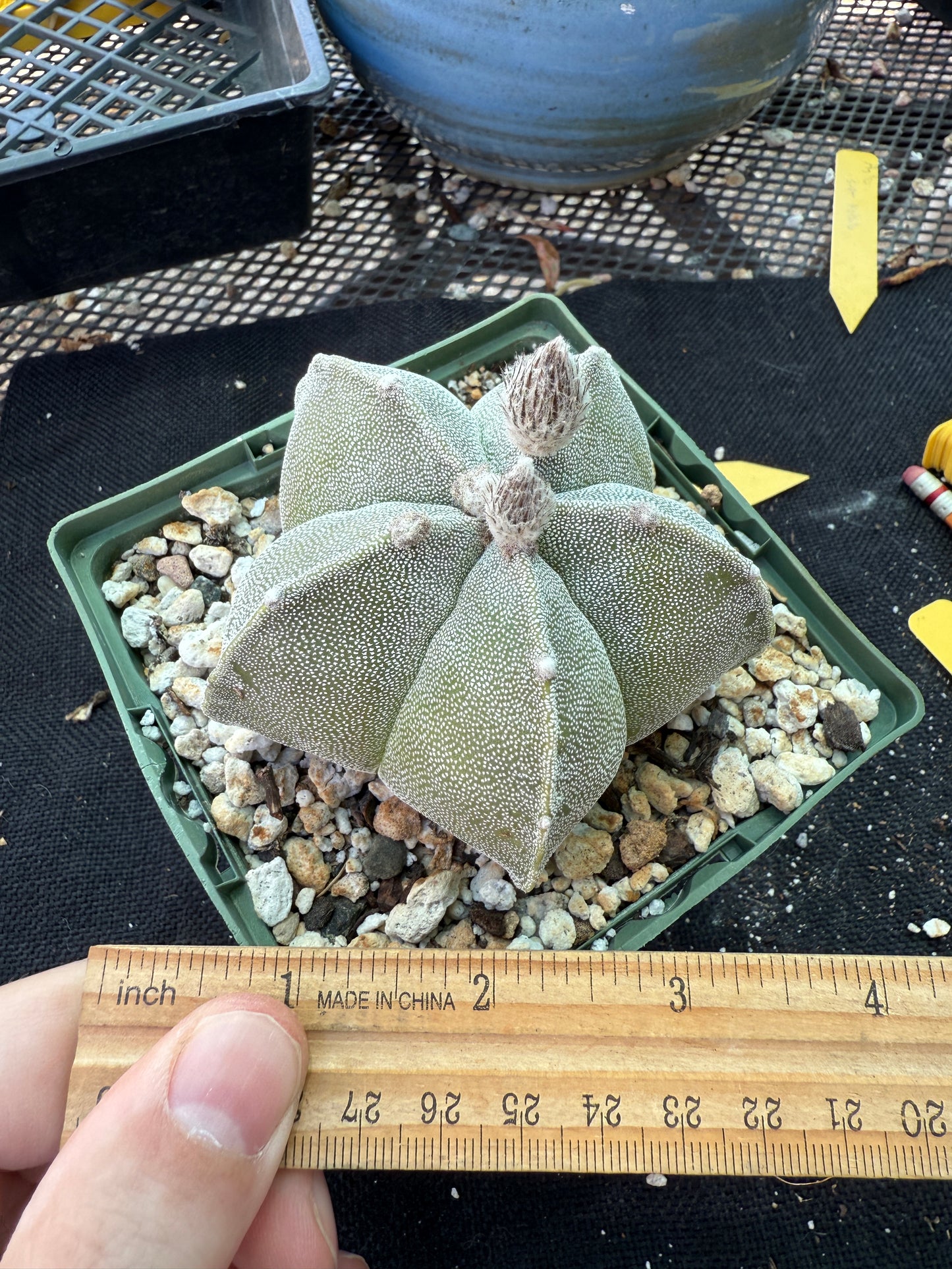 Astrophytum myriostigma cactus in 4 inch pot nice 147