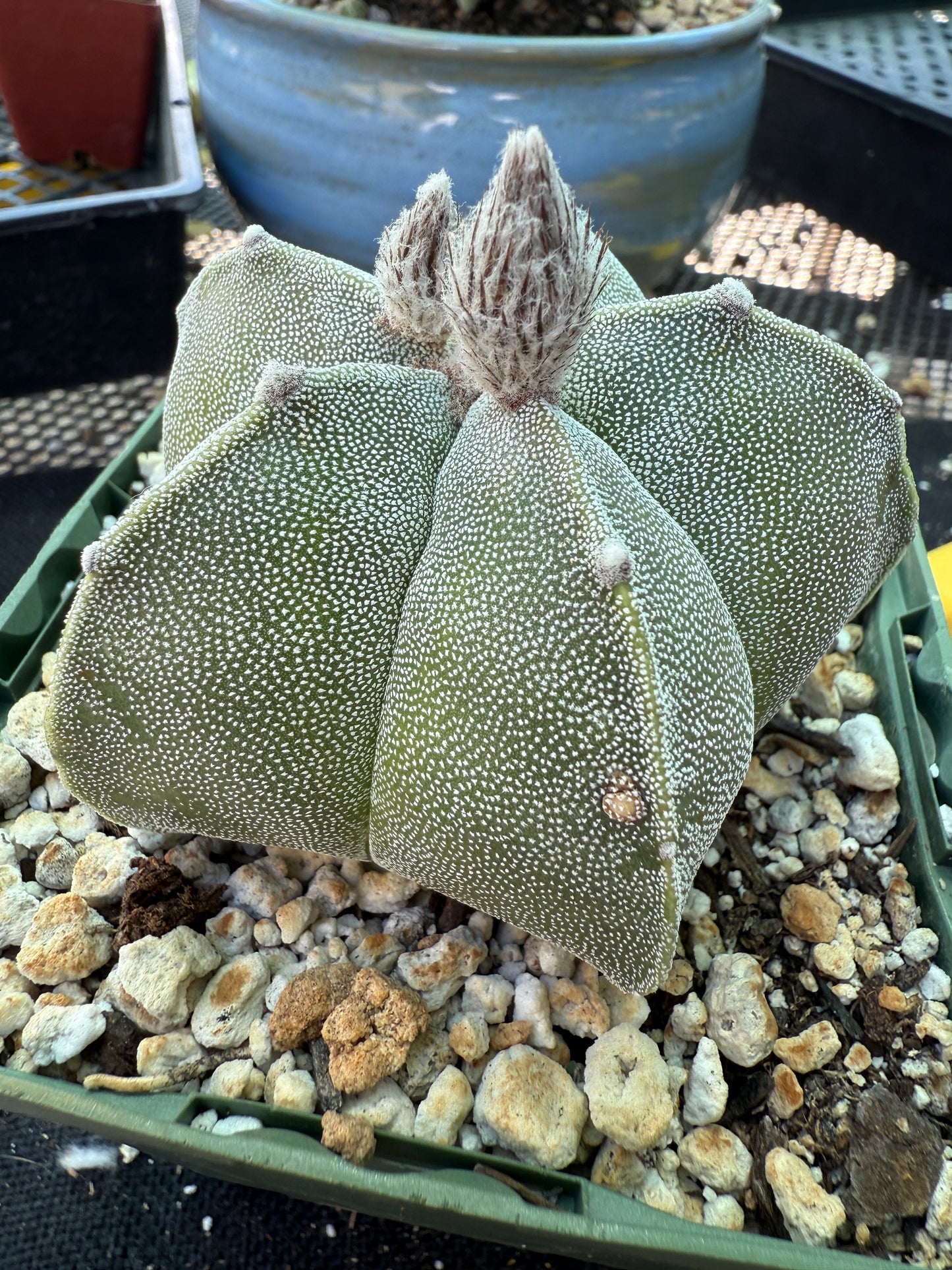 Astrophytum myriostigma cactus in 4 inch pot nice 147
