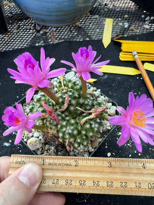 Mammillaria saboae very rare miniature cactus 152