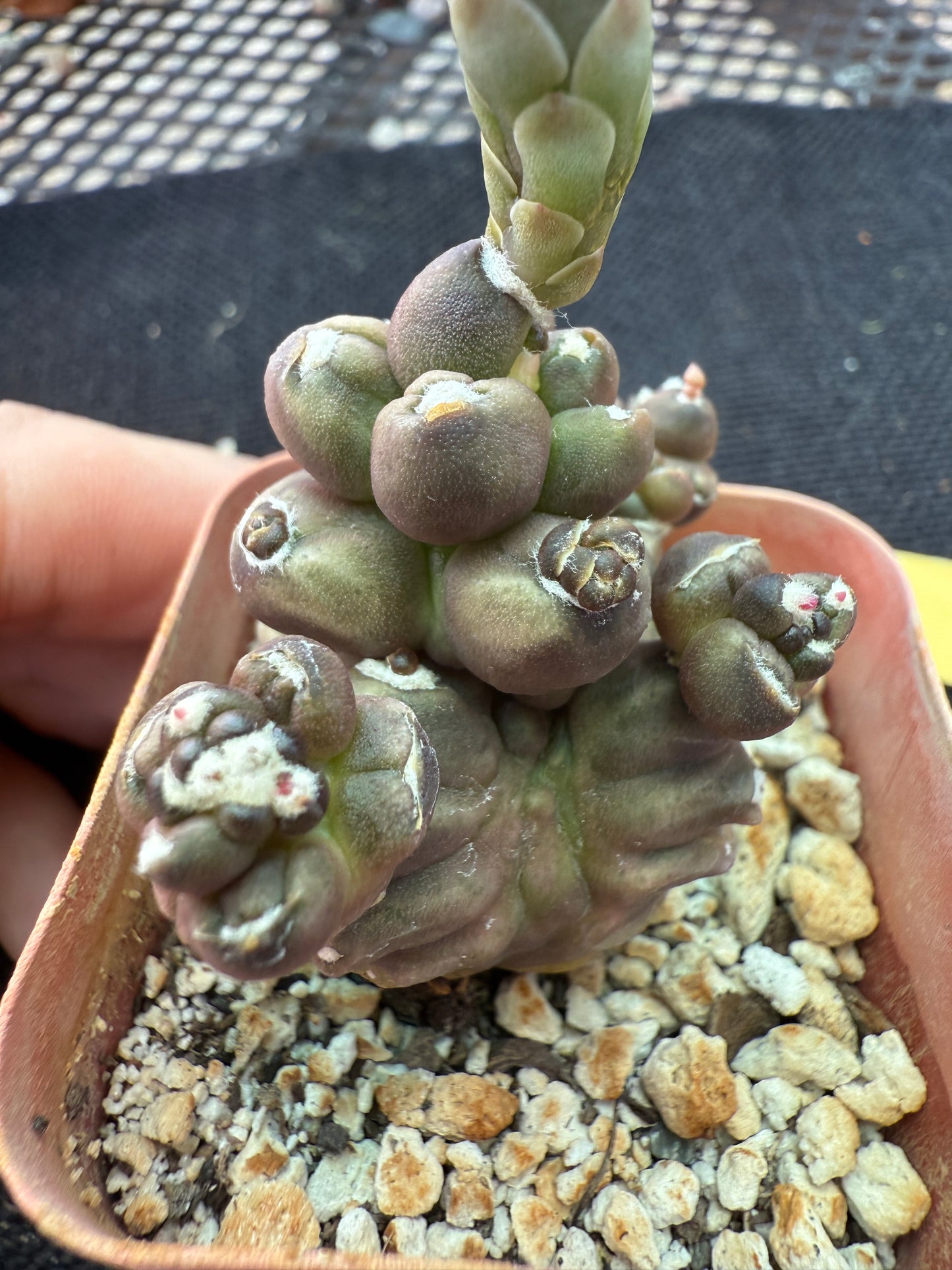 Gymnocalycium transformer monstrose rare 153