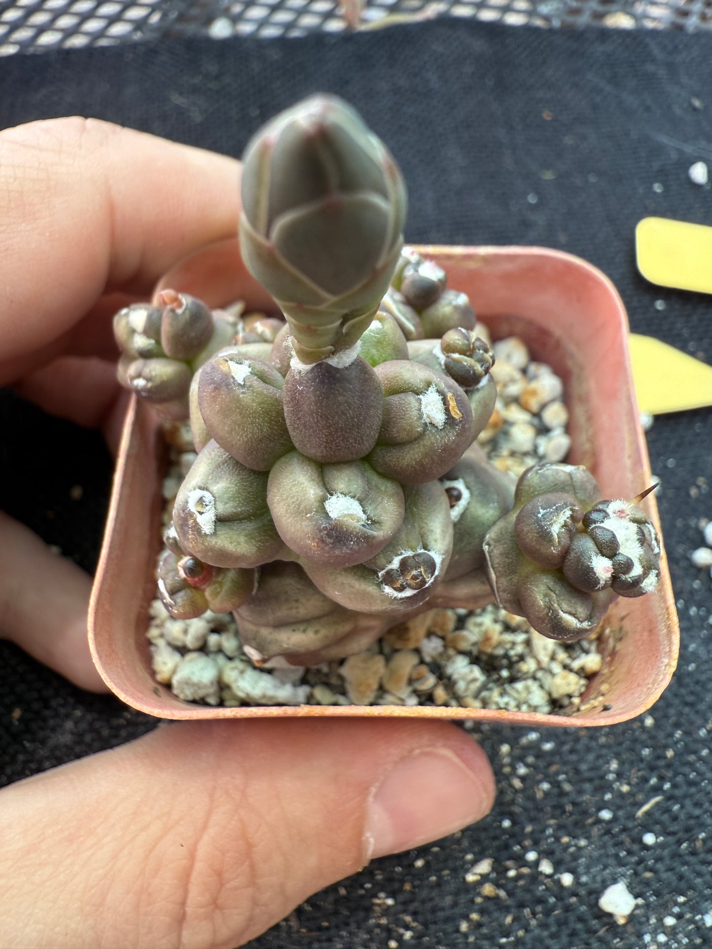 Gymnocalycium transformer monstrose rare 153