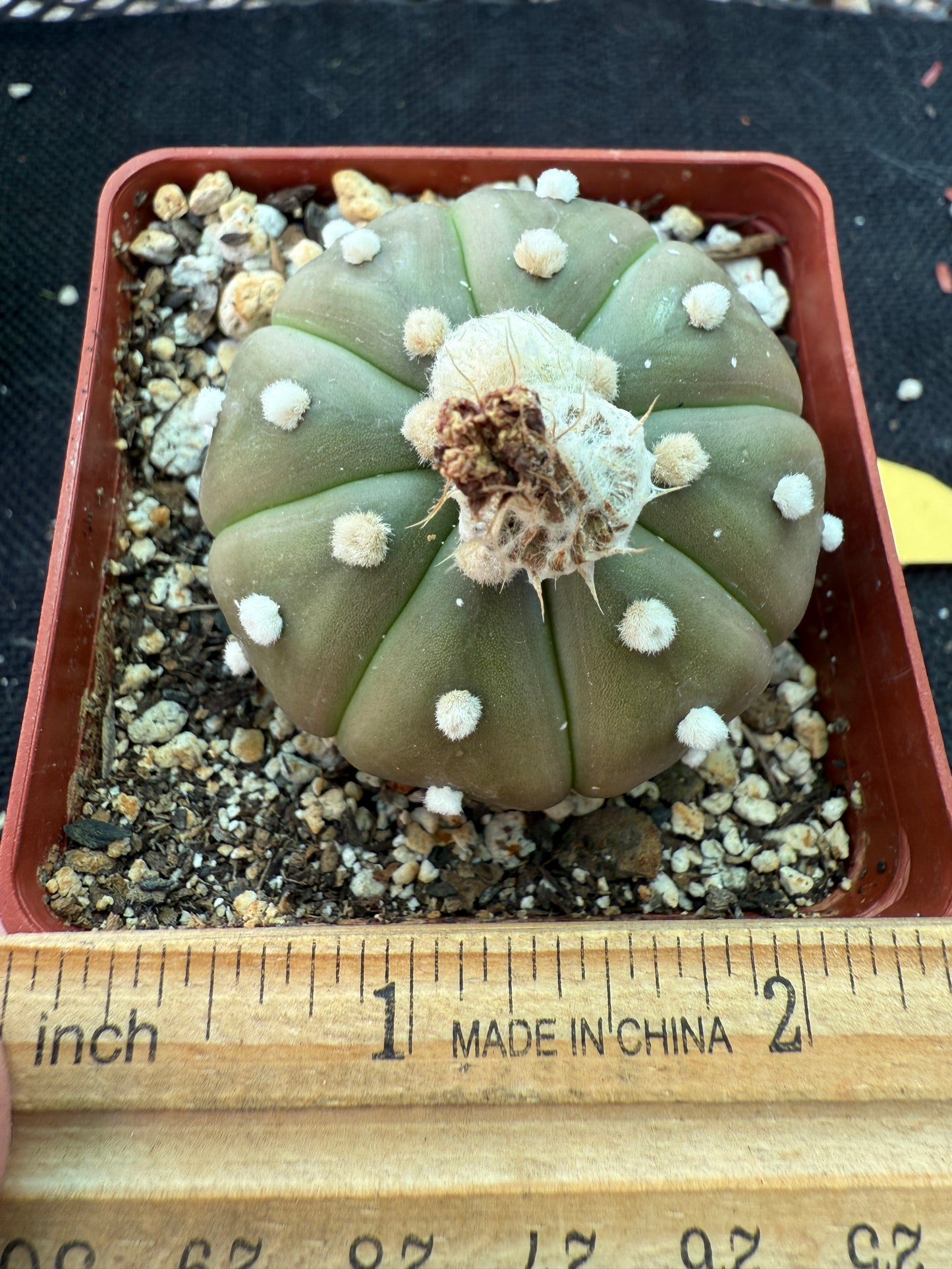 Astrophytum asterias cactus 157