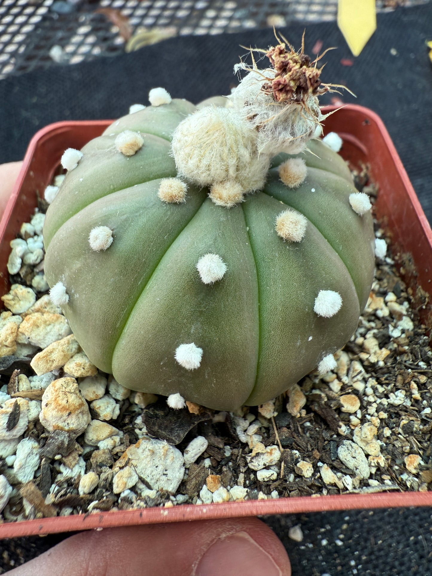 Astrophytum asterias cactus 157