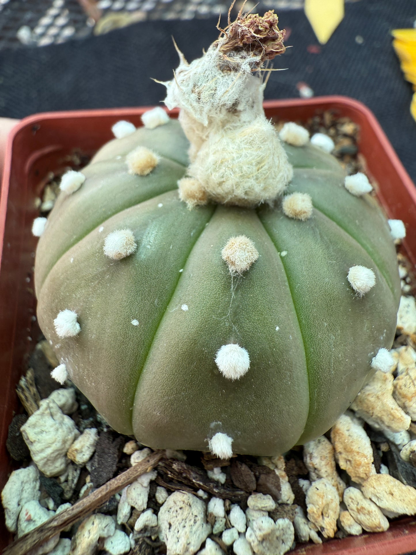 Astrophytum asterias cactus 157