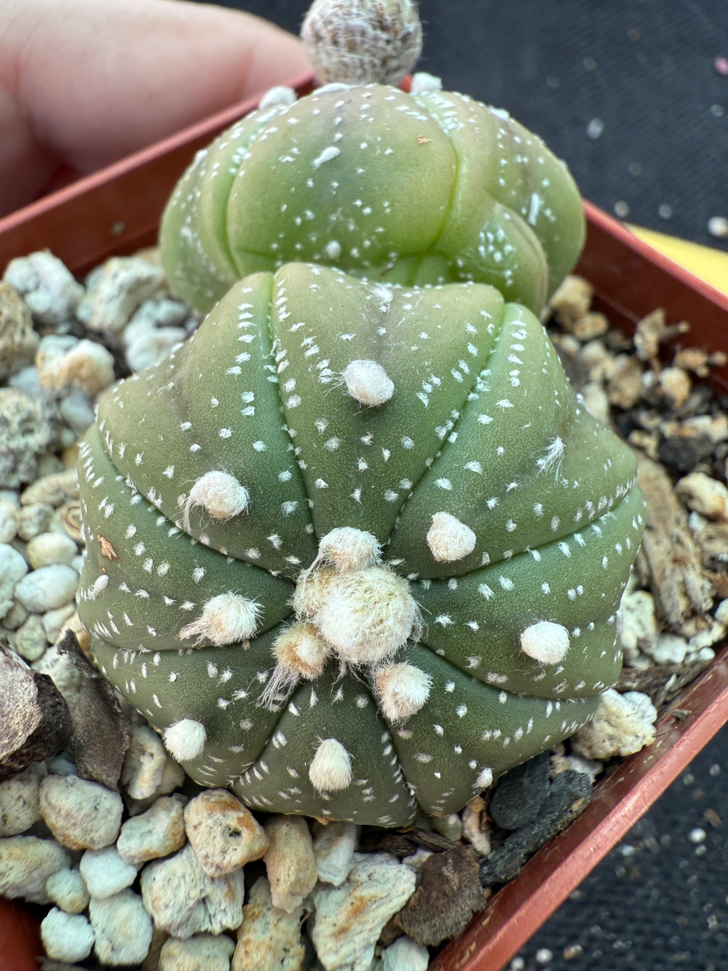 Astrophytum asterias two headed cactus 161