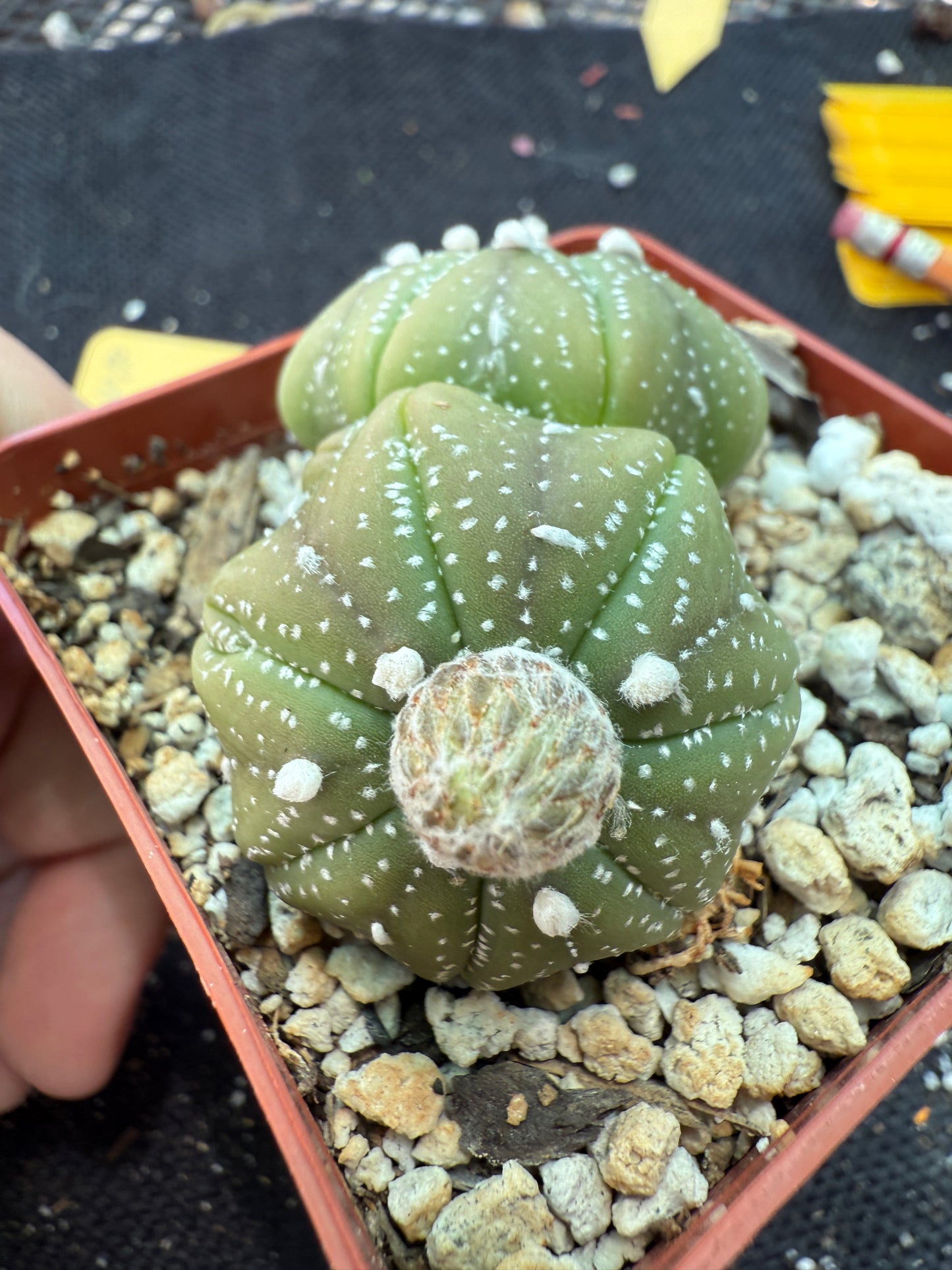 Astrophytum asterias two headed cactus 161