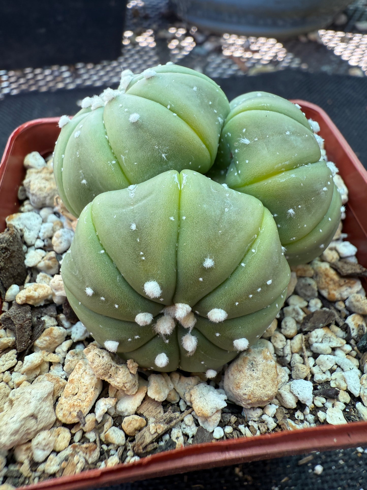 Astrophytum asterias three headed plant very rare 162