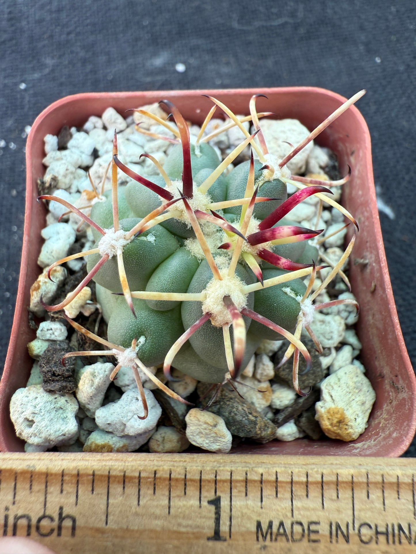 Sclerocactus brevihamatus rare cactus 204