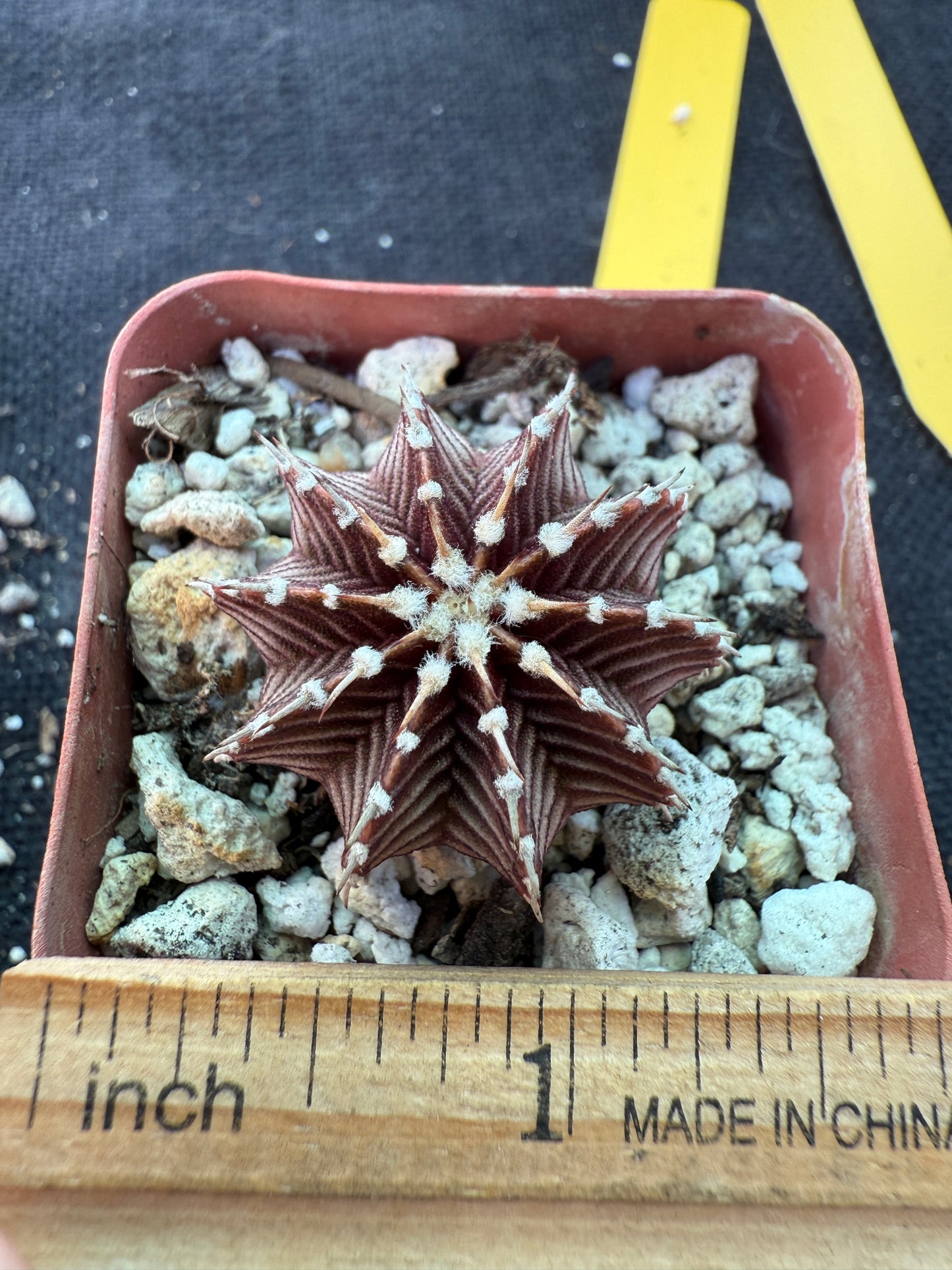 Gymnocalycium VoS1241 nice 208