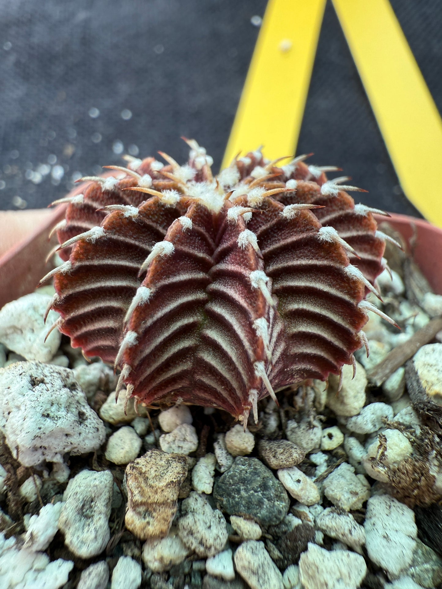 Gymnocalycium VoS1241 nice 208