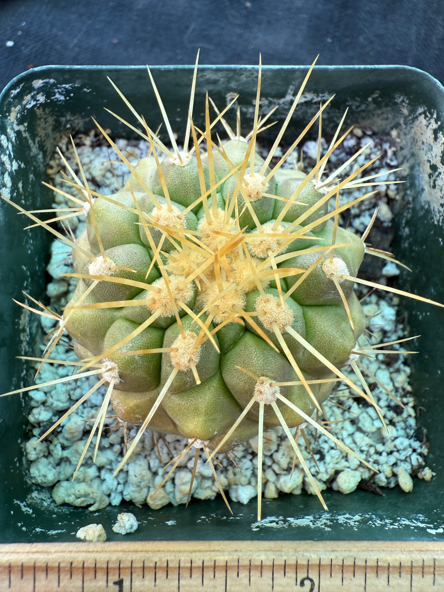 Copiapoa haseltoniana cactus 1698