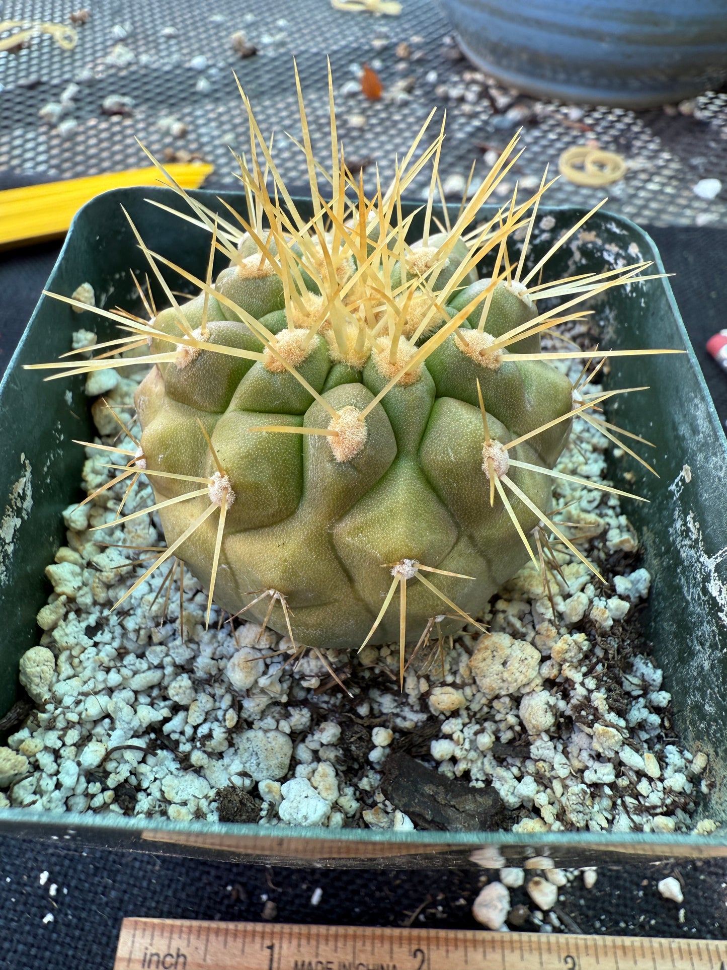 Copiapoa haseltoniana cactus 1698