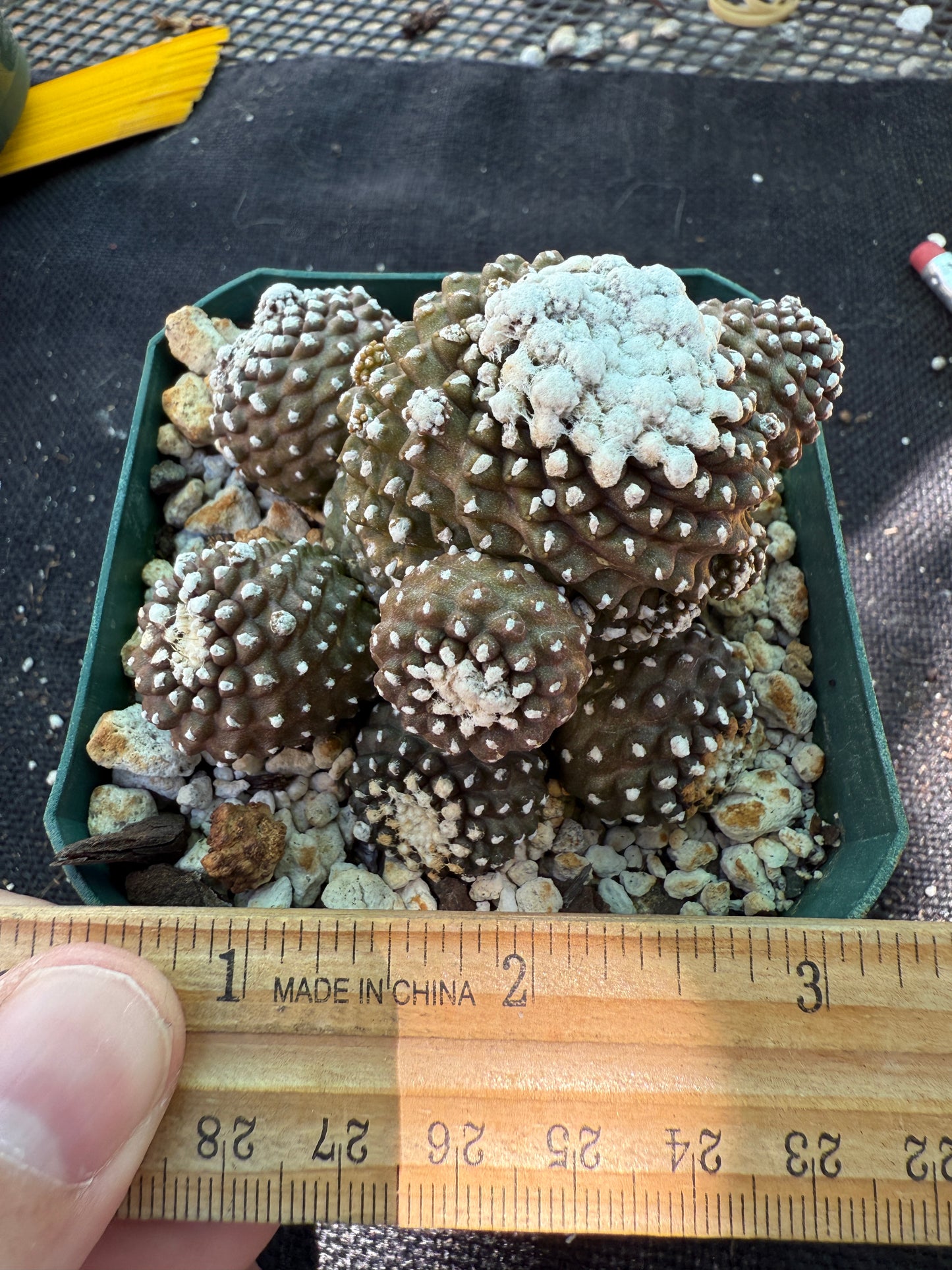 Copiapoa tennuissima monstrose very nice 221
