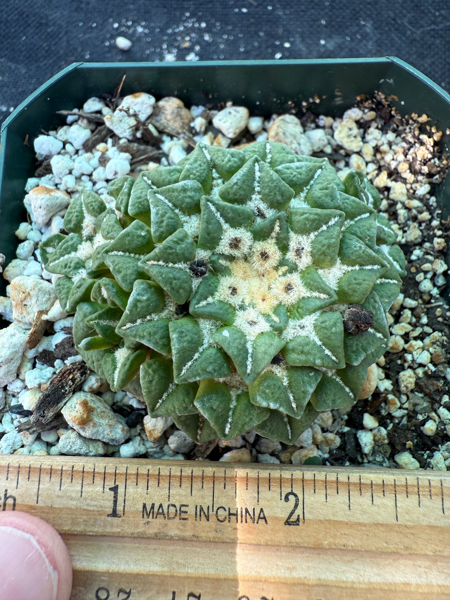 Ariocarpus kotschoubeyanus v sladkovsky rare cactus on short graft with pups 222