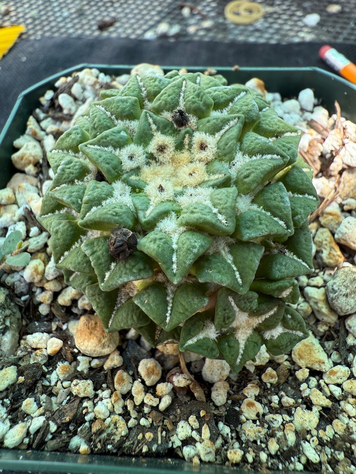 Ariocarpus kotschoubeyanus v sladkovsky rare cactus on short graft with pups 222