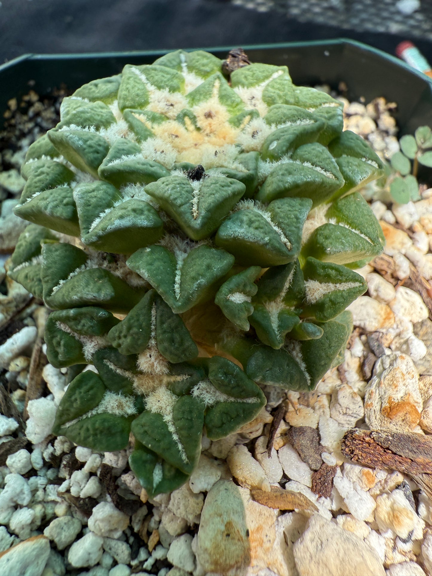 Ariocarpus kotschoubeyanus v sladkovsky rare cactus on short graft with pups 222
