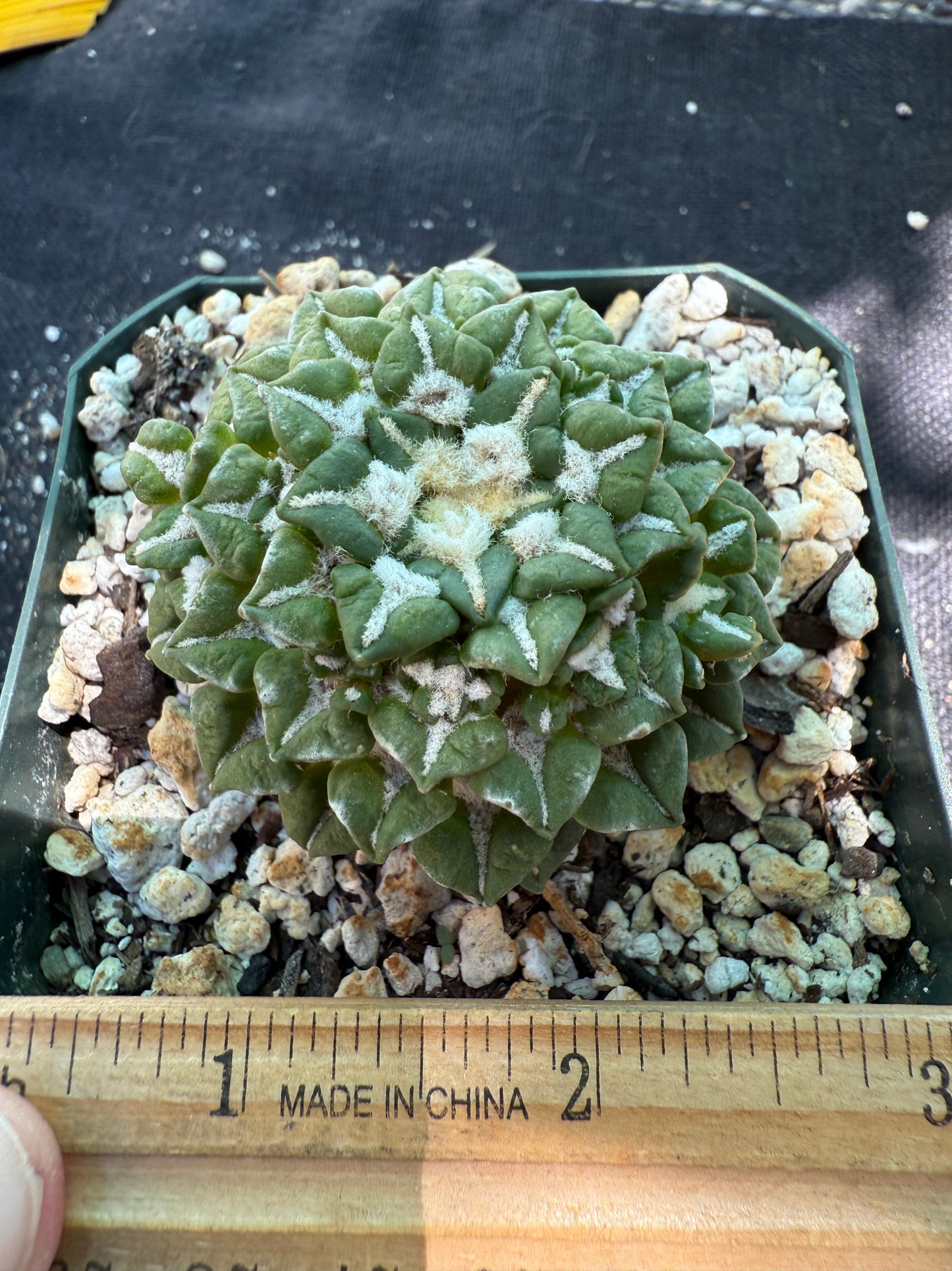 Ariocarpus kotschoubeyanus v sladkovsky rare cactus on short graft with many many pups 223