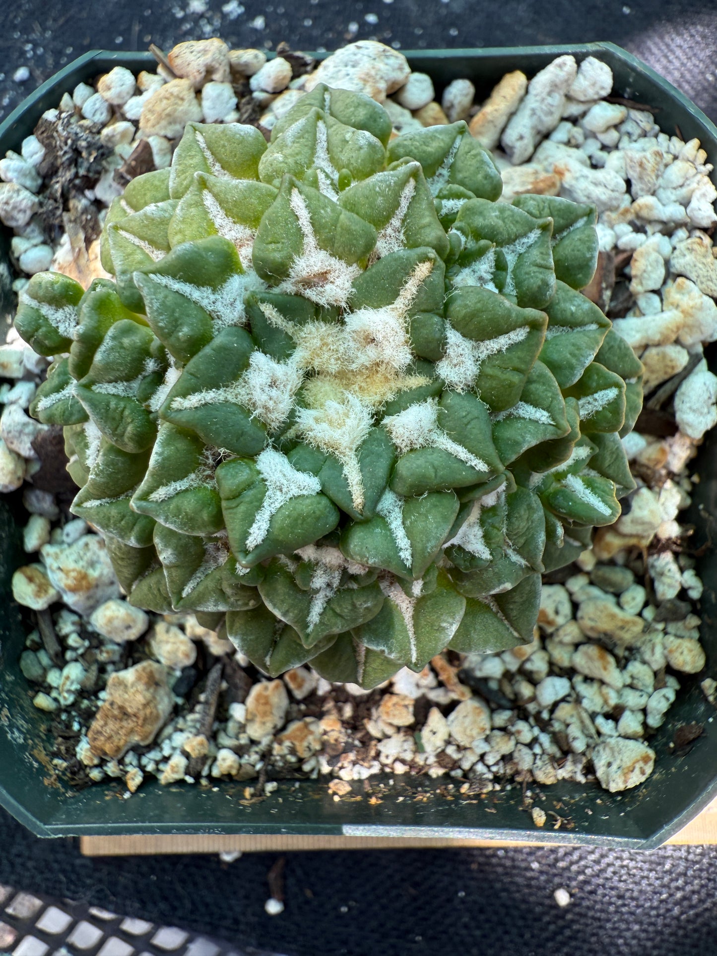 Ariocarpus kotschoubeyanus v sladkovsky rare cactus on short graft with many many pups 223