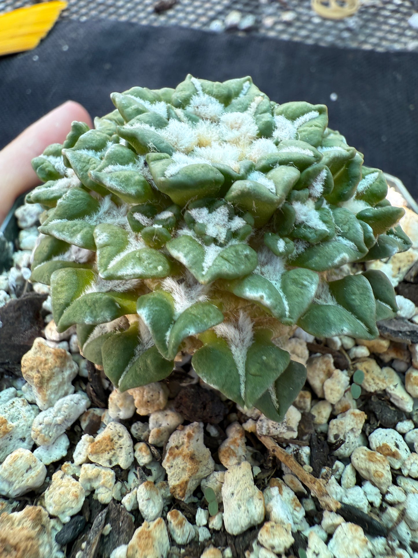 Ariocarpus kotschoubeyanus v sladkovsky rare cactus on short graft with many many pups 223