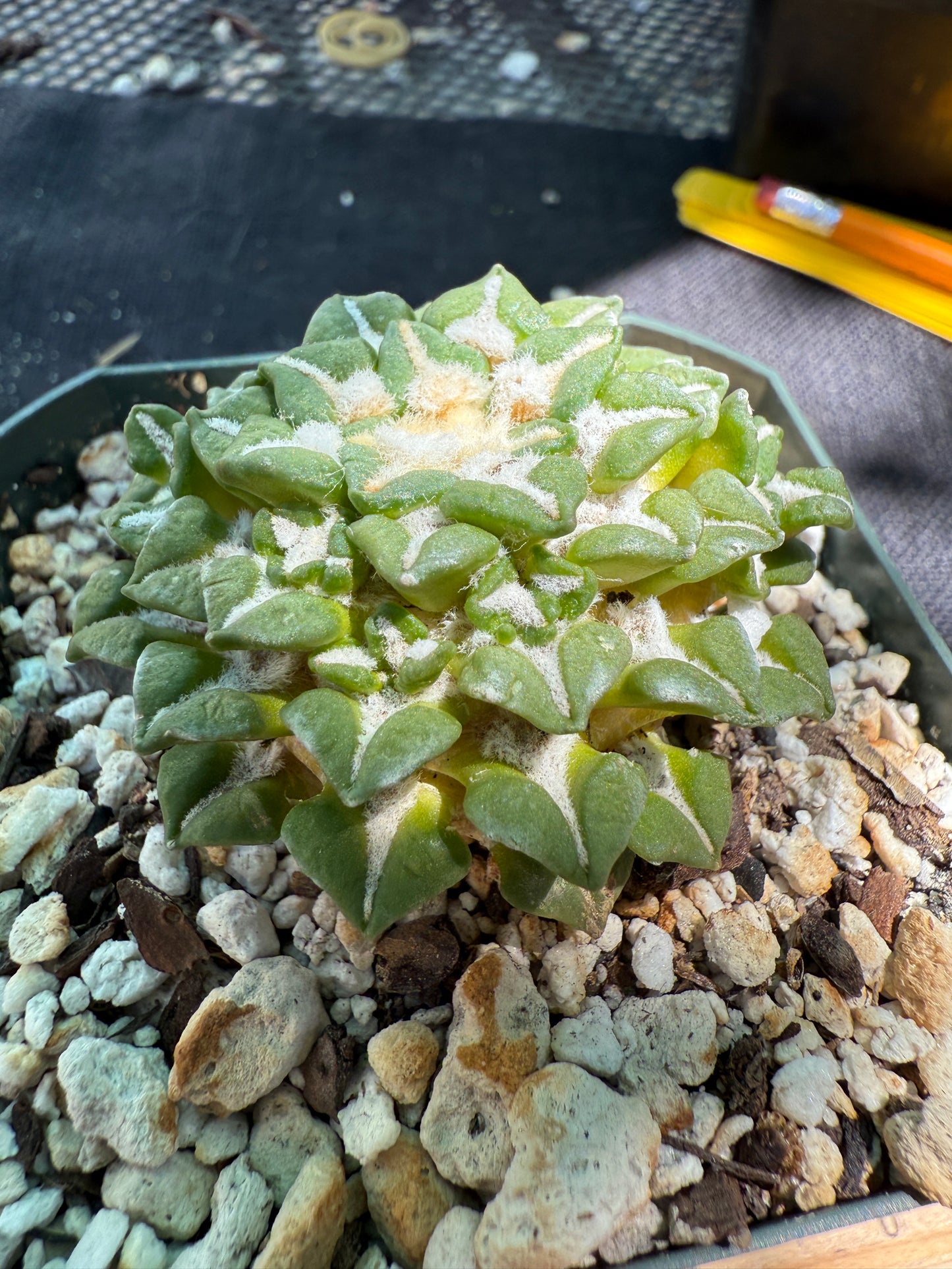 Ariocarpus kotschoubeyanus v sladkovsky rare cactus on short graft with many many pups 223