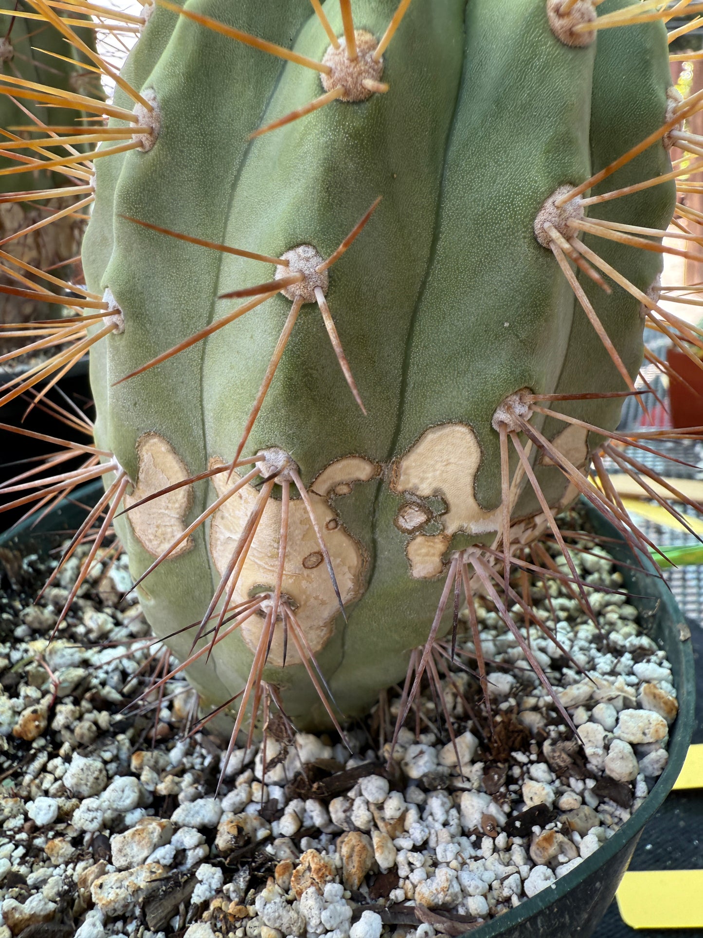 Copiapoa eremophila in 7 inch pot old plant with character 1157