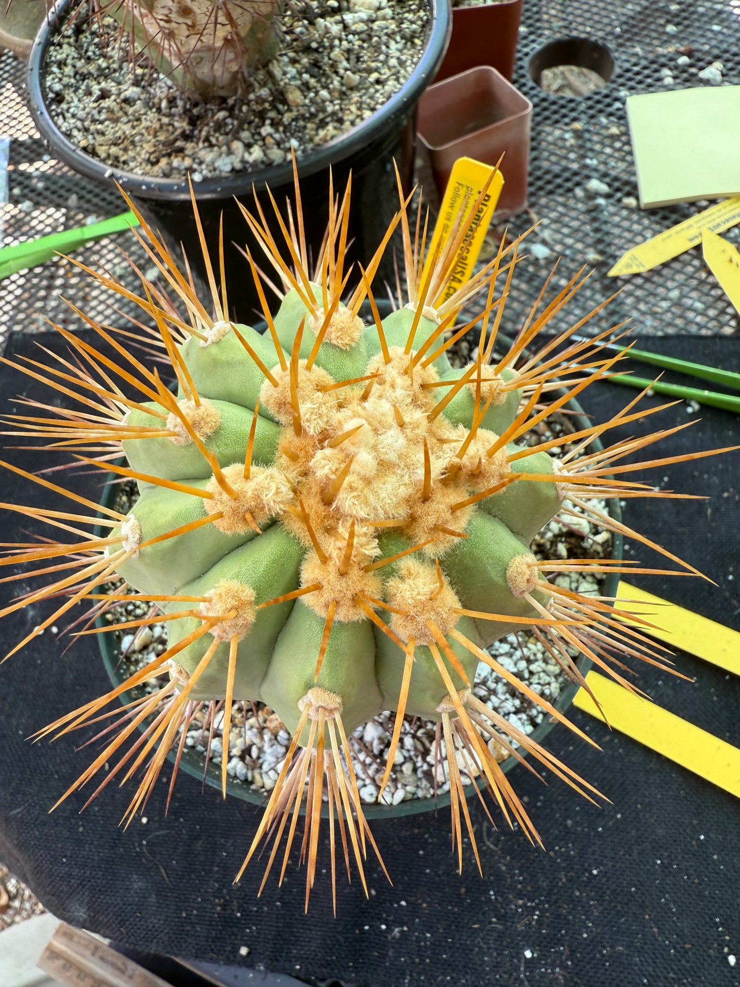 Copiapoa eremophila in 7 inch pot old plant with character 1157