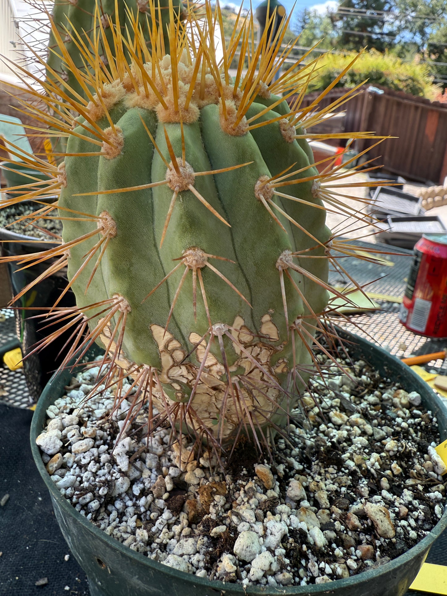 Copiapoa eremophila in 7 inch pot old plant with character 1157