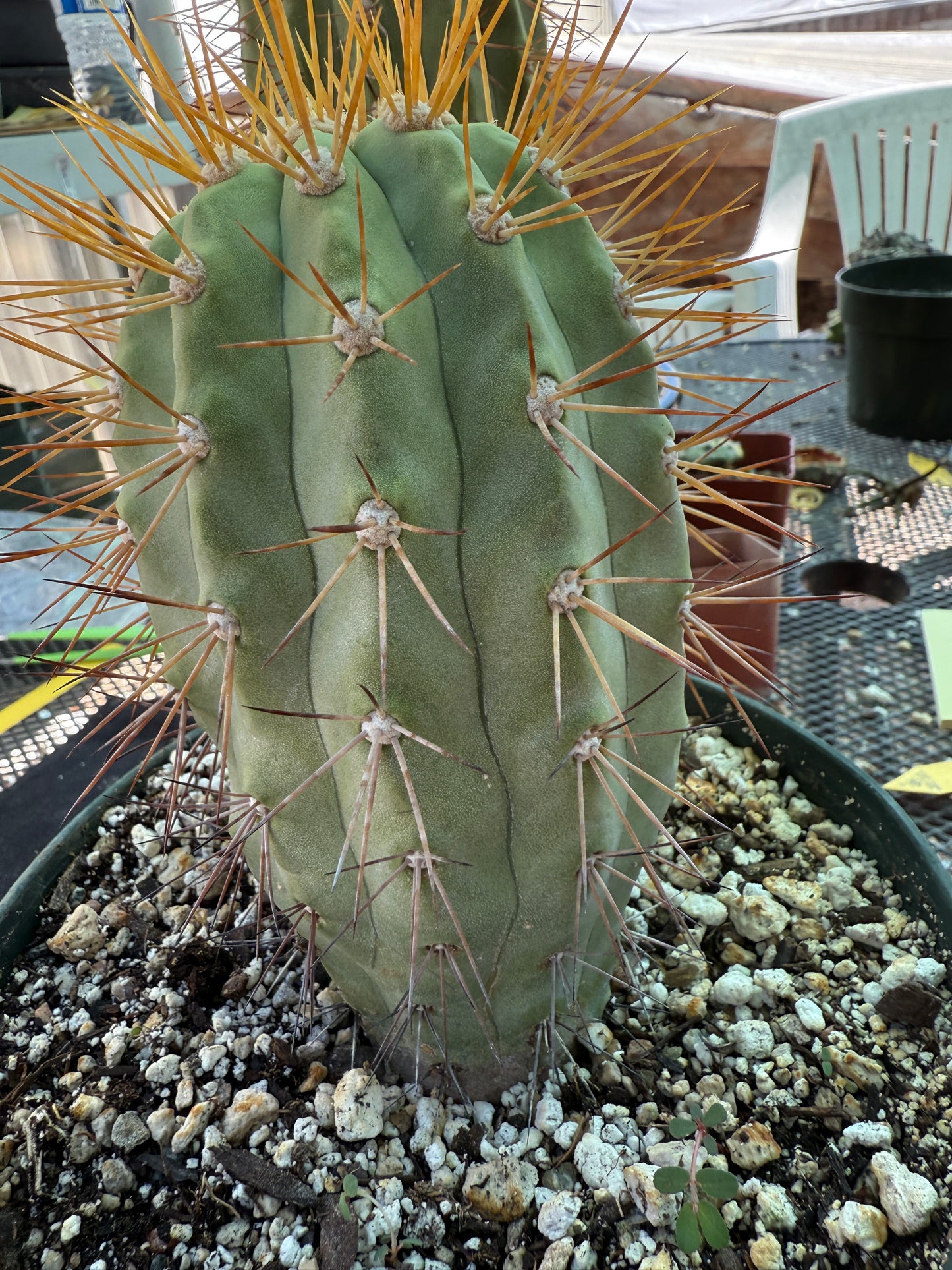 Copiapoa eremophila in 7 inch pot old plant with character 1157